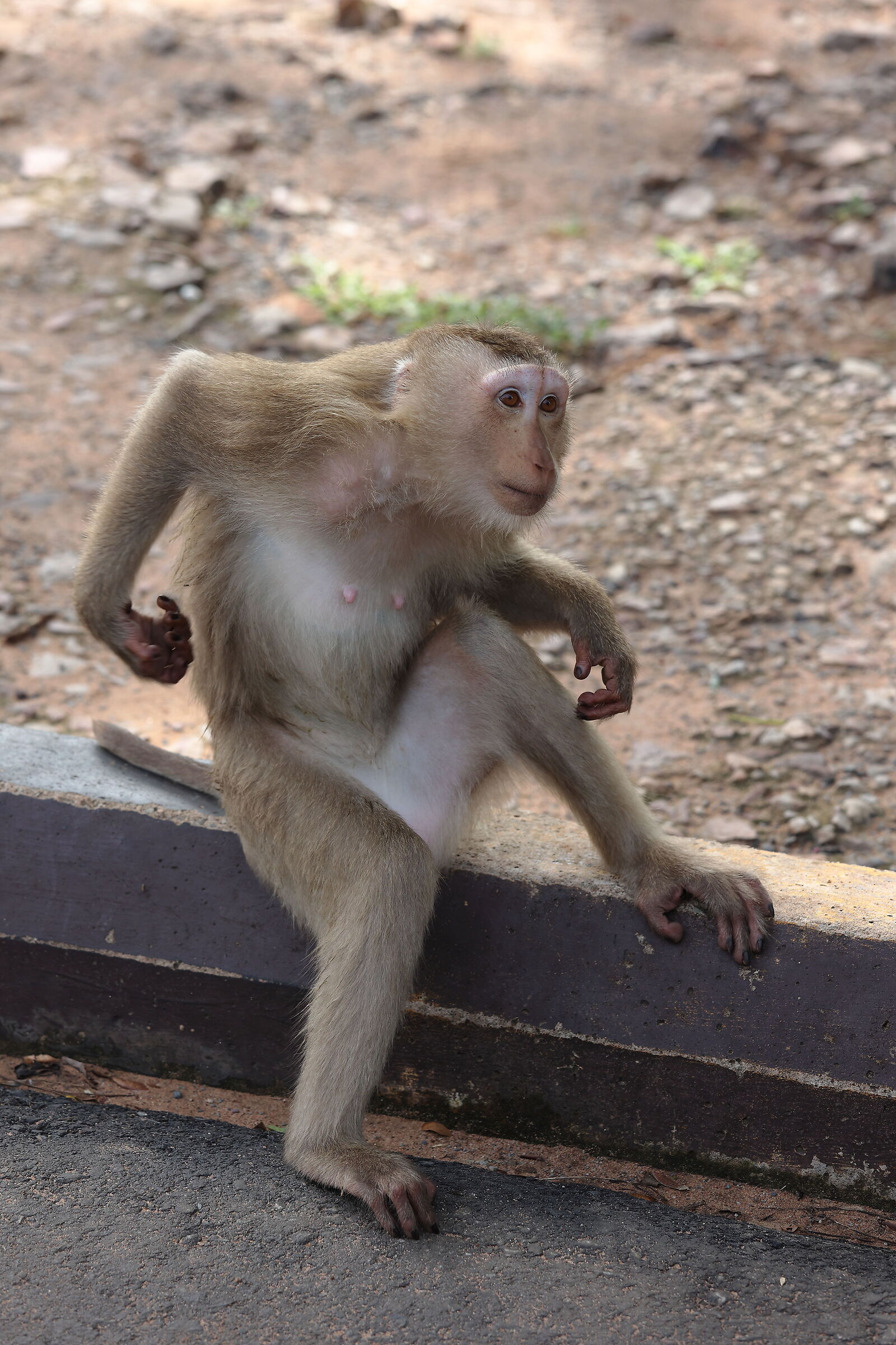 I macachi di Angkor Thom
