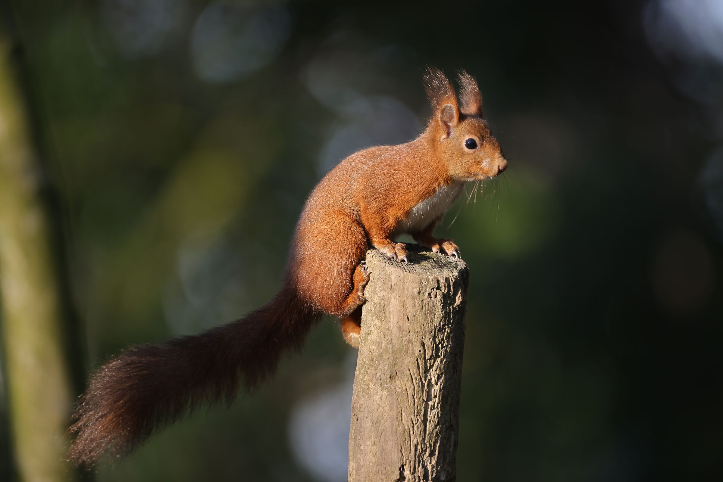 squirrel