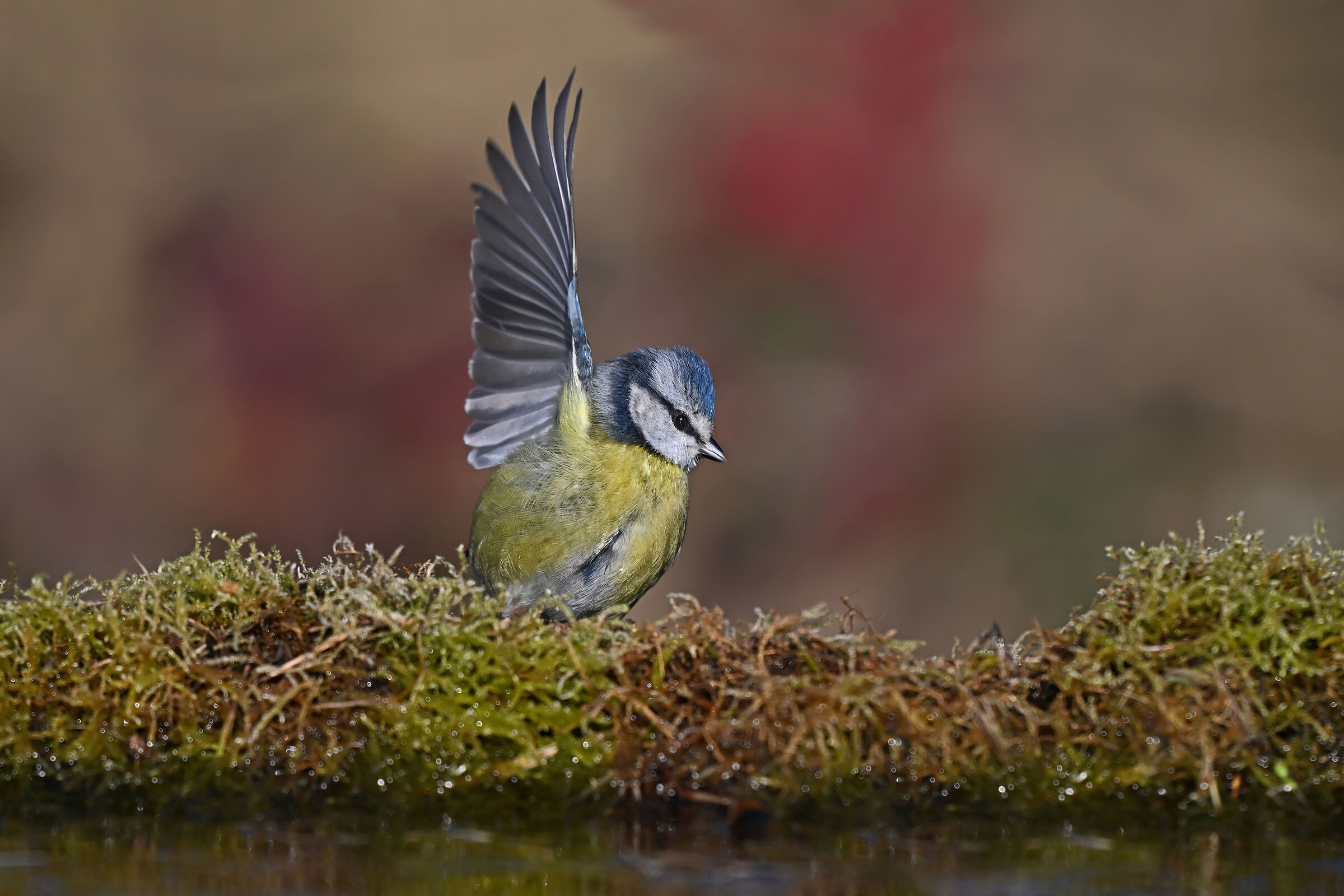 Storie di piume   11 (Cinciarella)