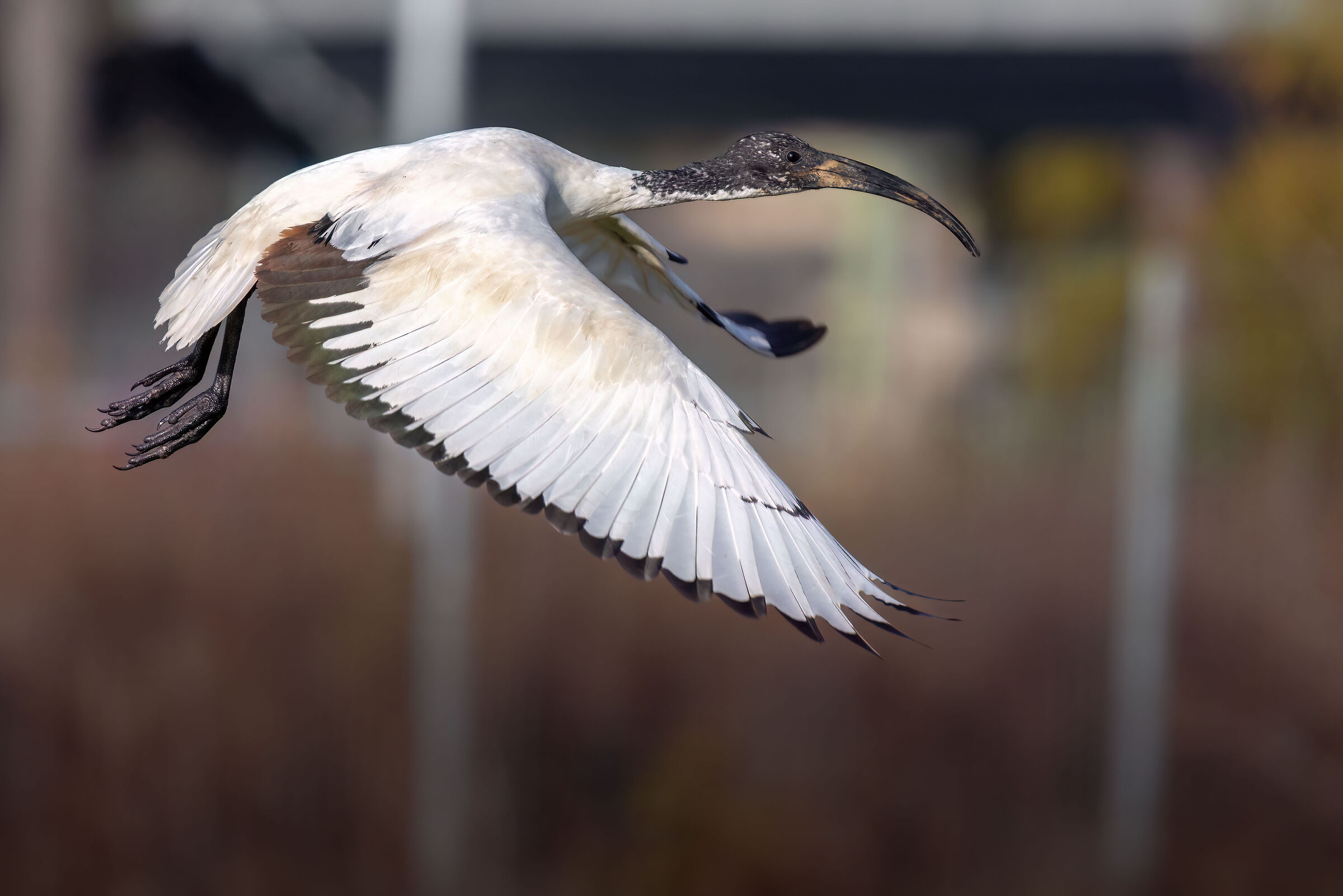 Ibis sacro | Threskiornis aethiopicus
