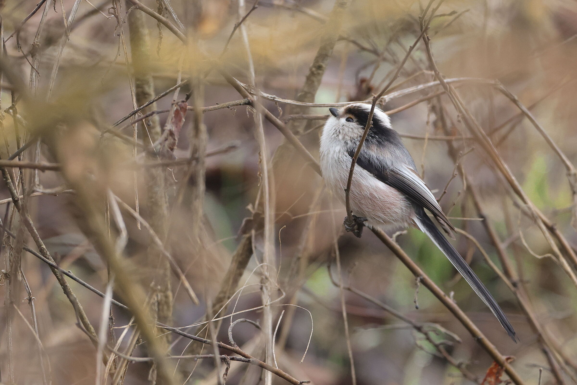 Long-tailed