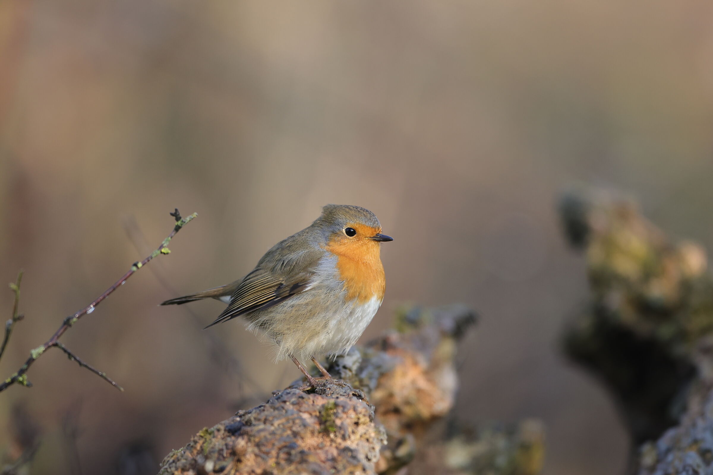 Robin