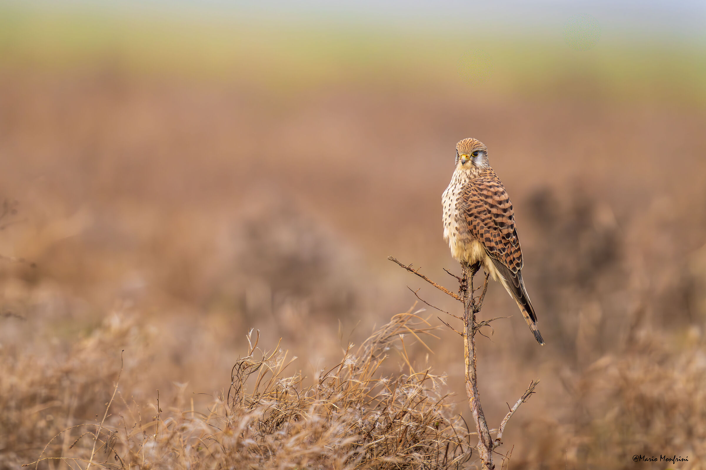 Kestrel