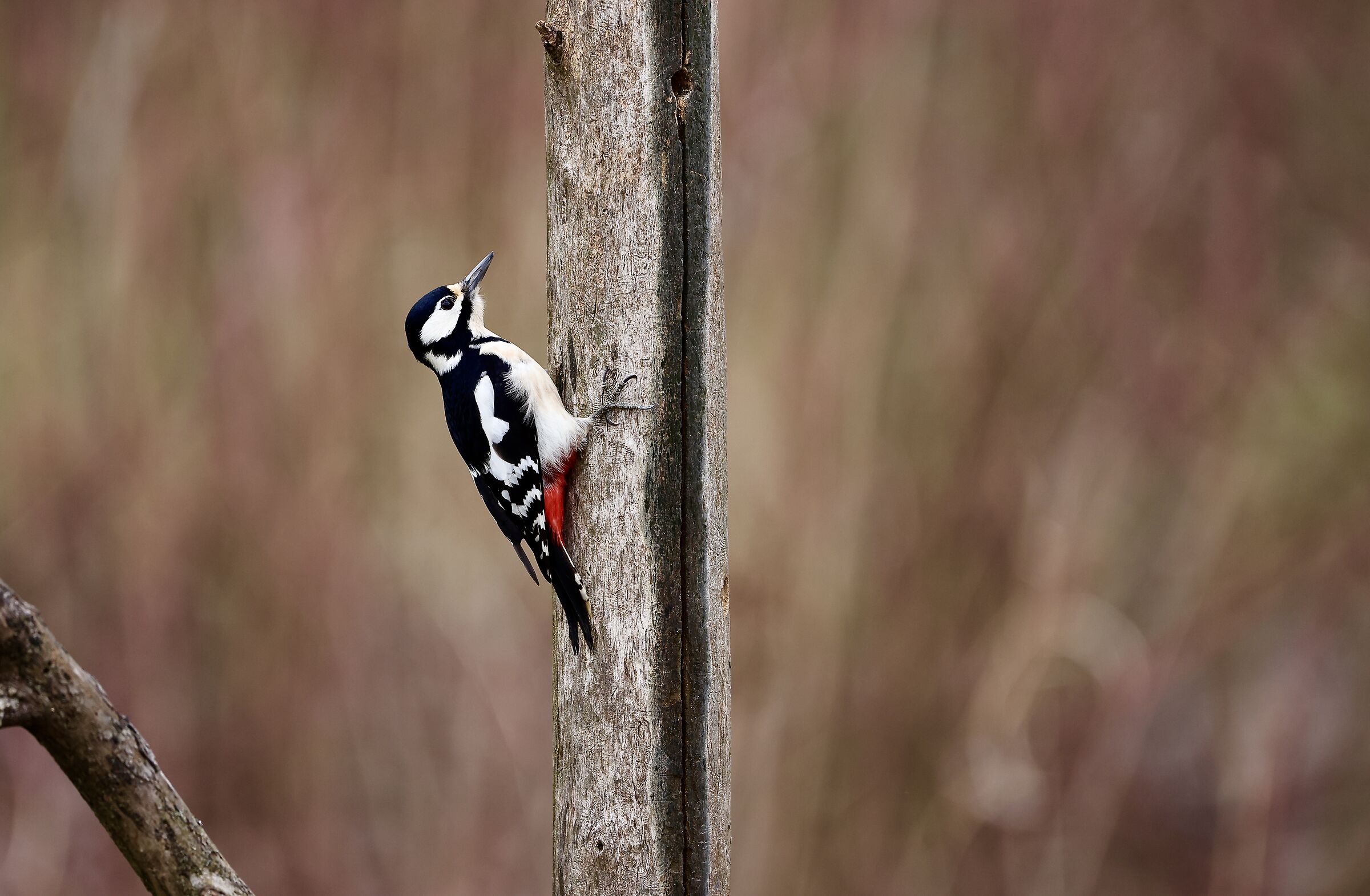 Spotted Woodpecker
