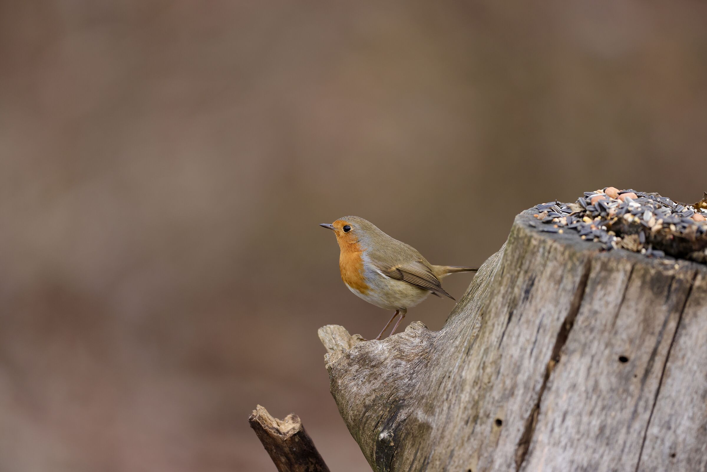 Robin