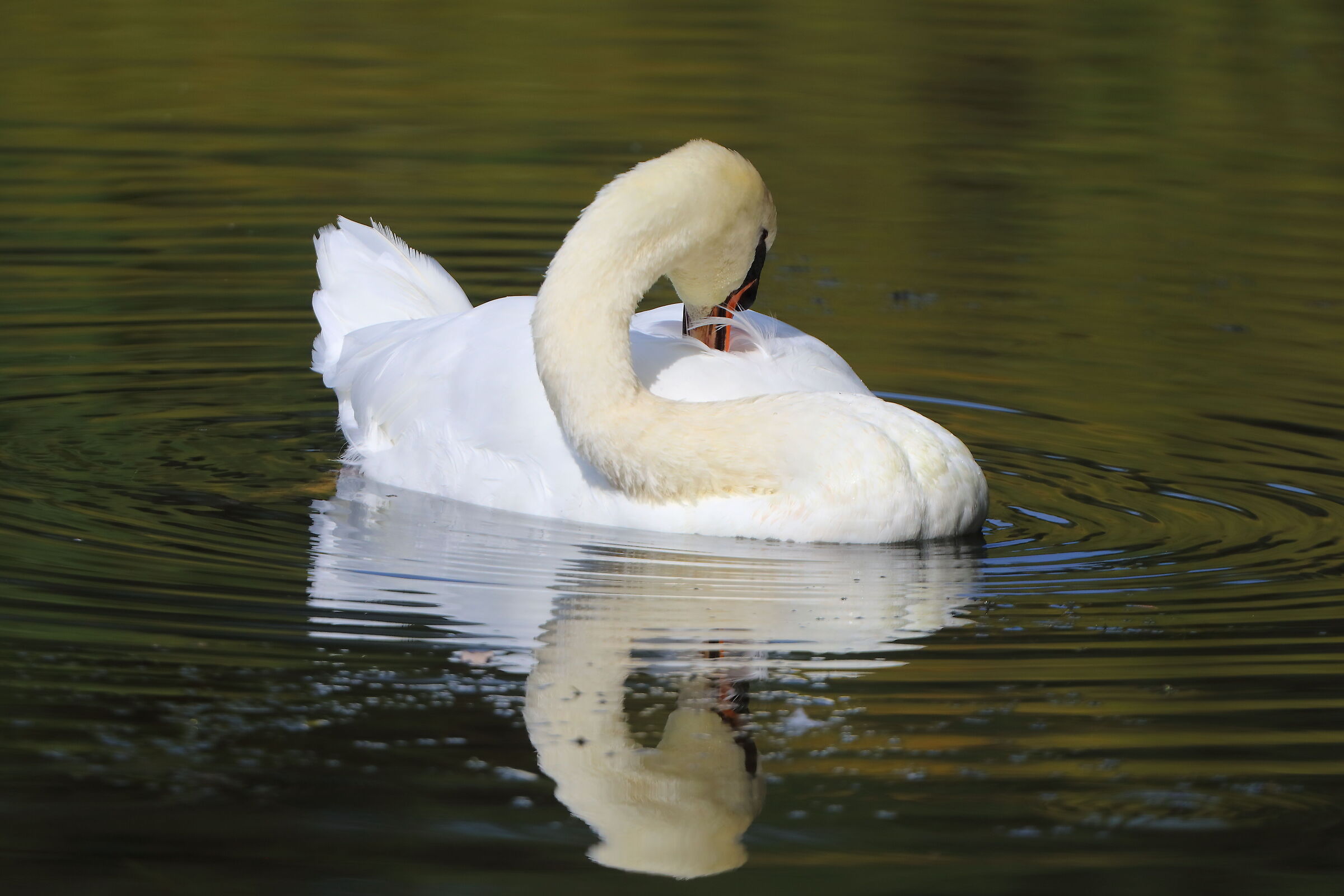 Swan R 21 August 2025 - 0023