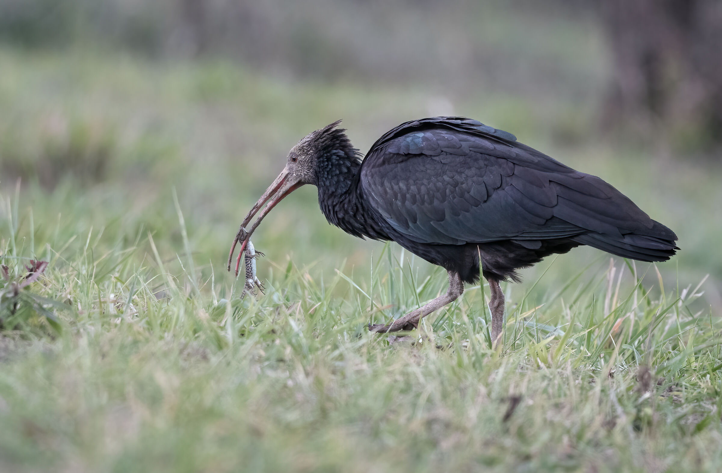 Northern Bald Ibis