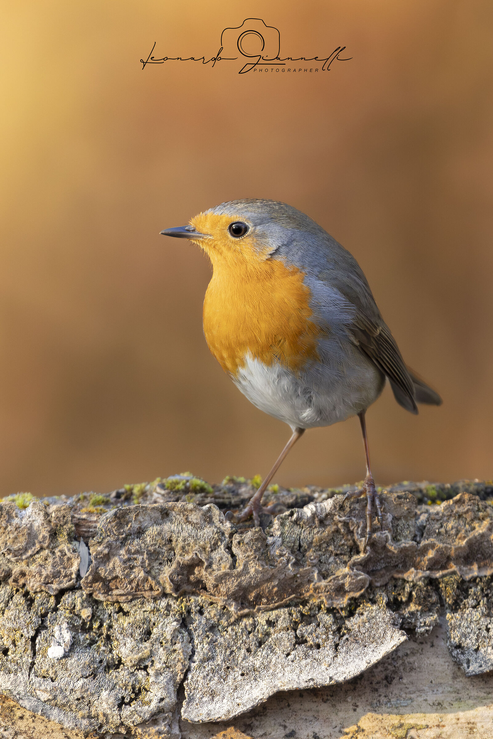 Pettirosso (Erithacus rubecula)
