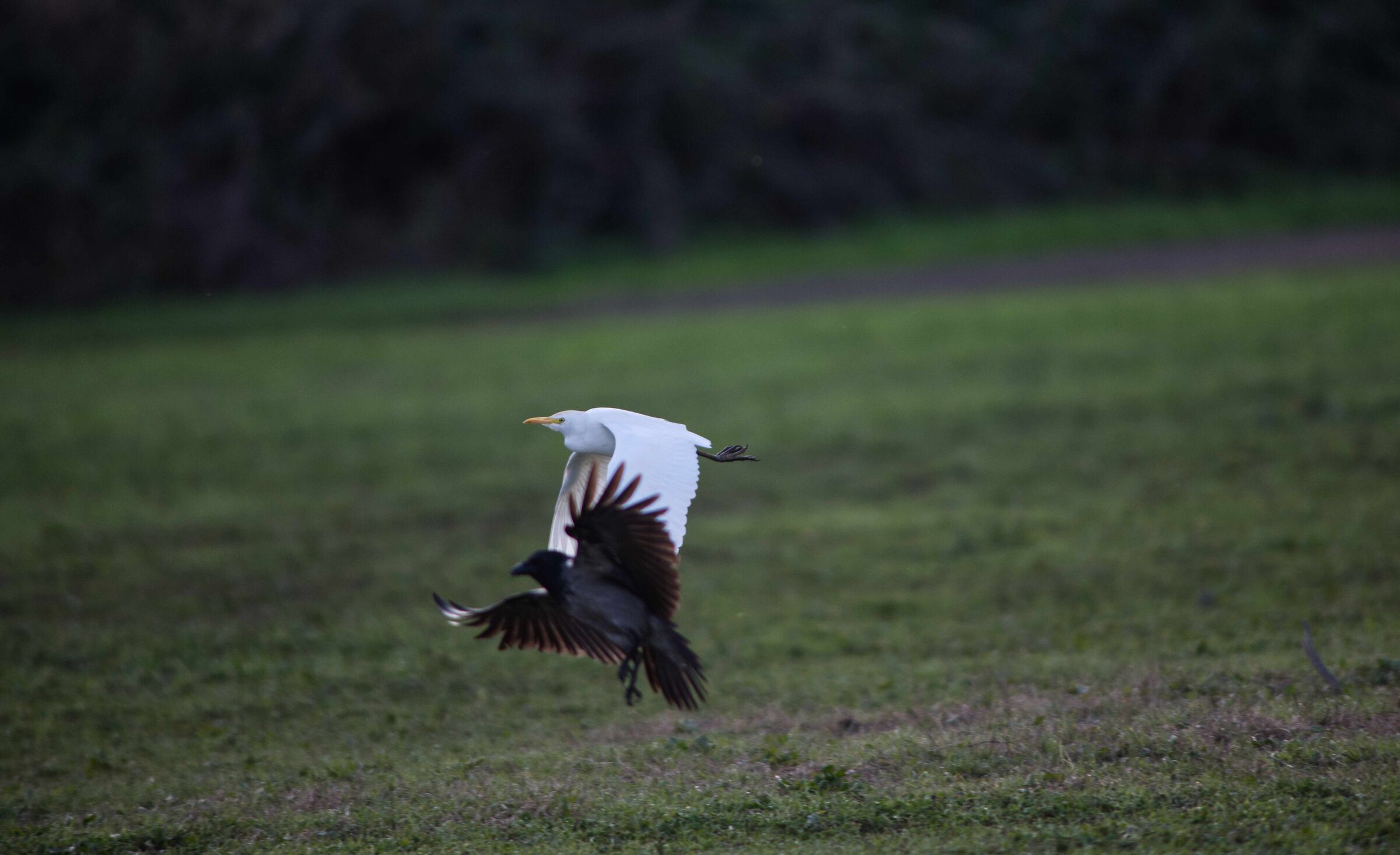Heron and crow