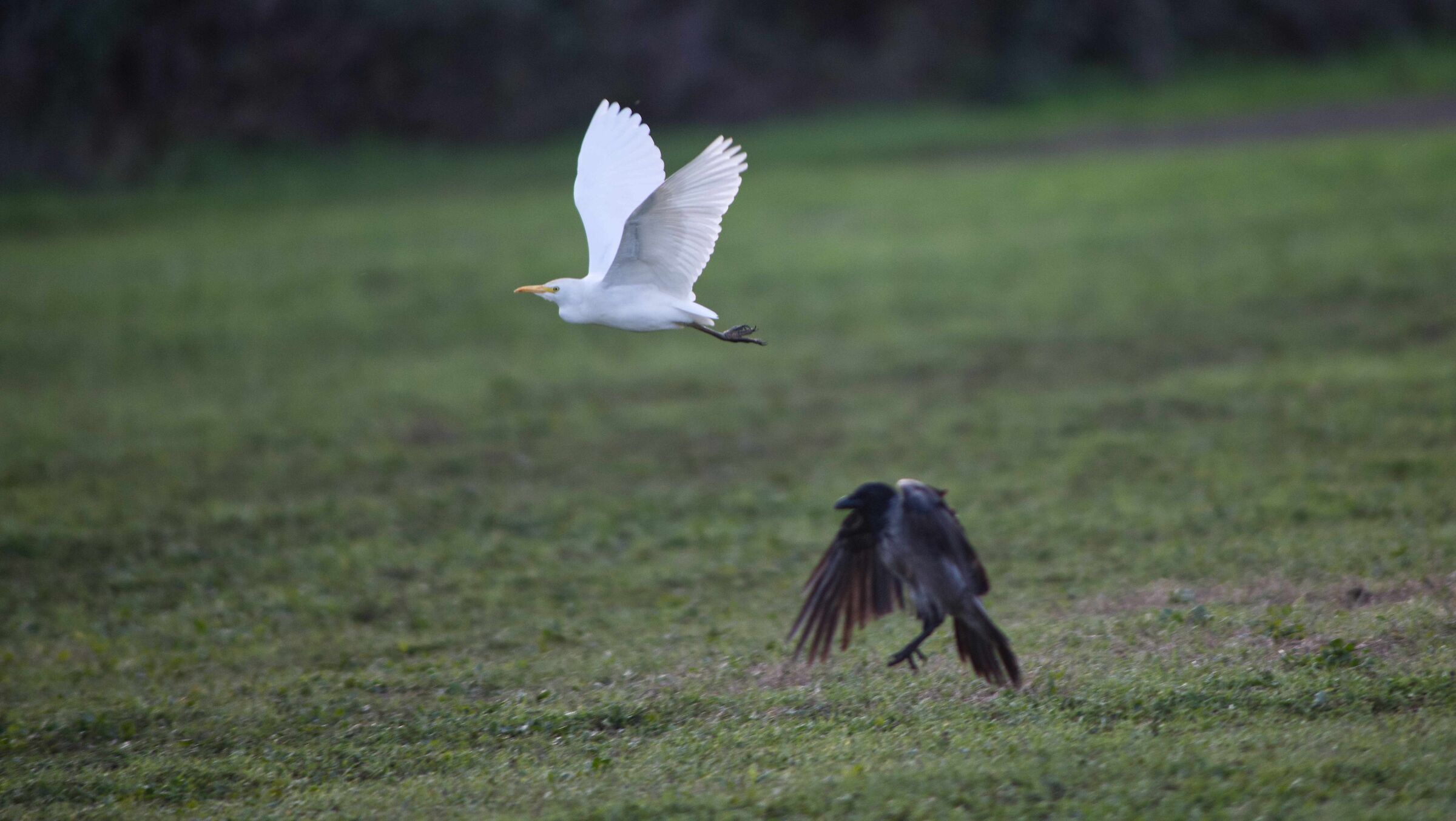Heron and Crow2