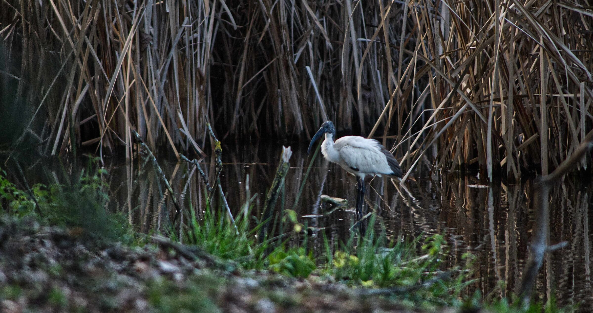 Sacred Ibis