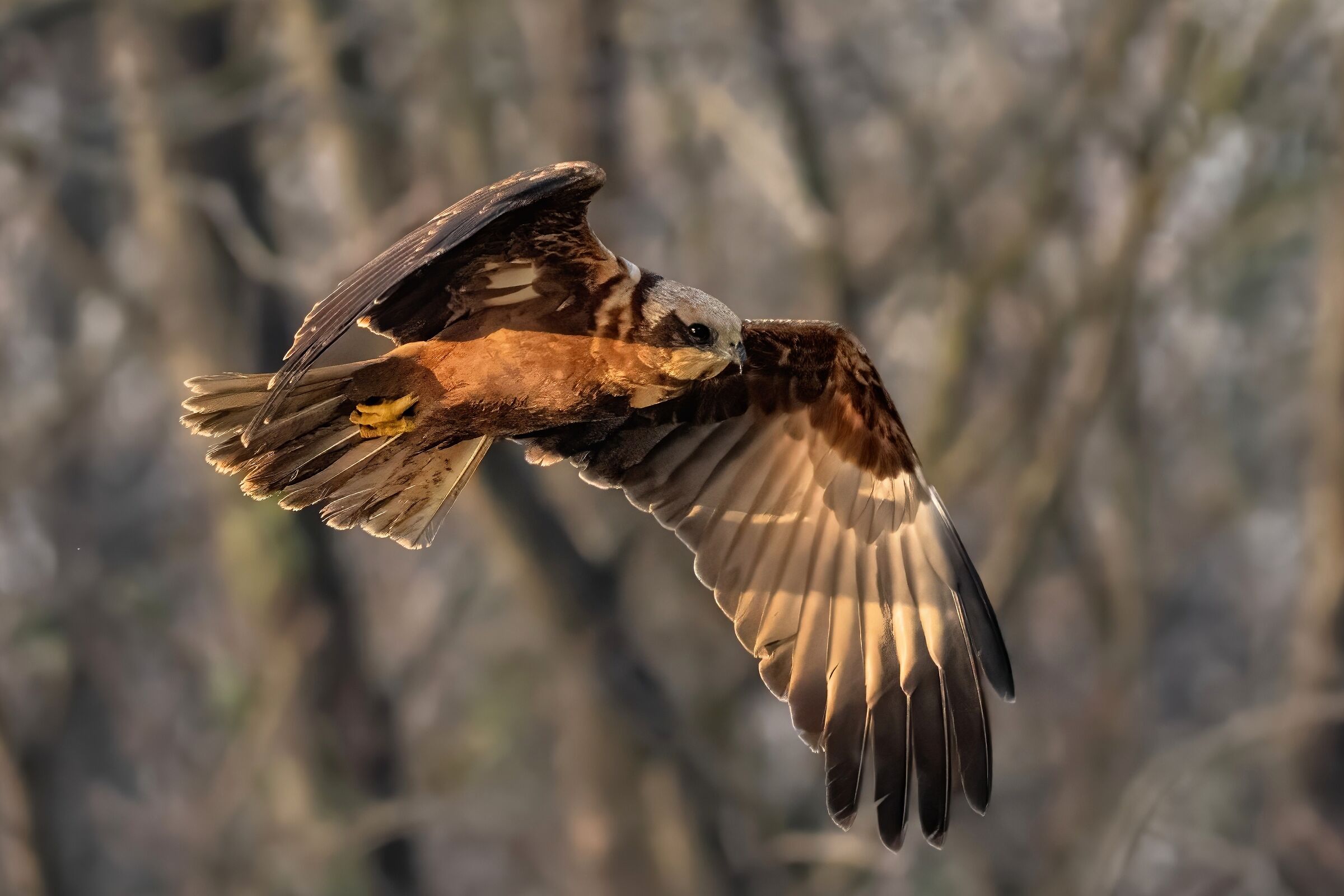 Marsh Harrier (Circus aeruginosus)
