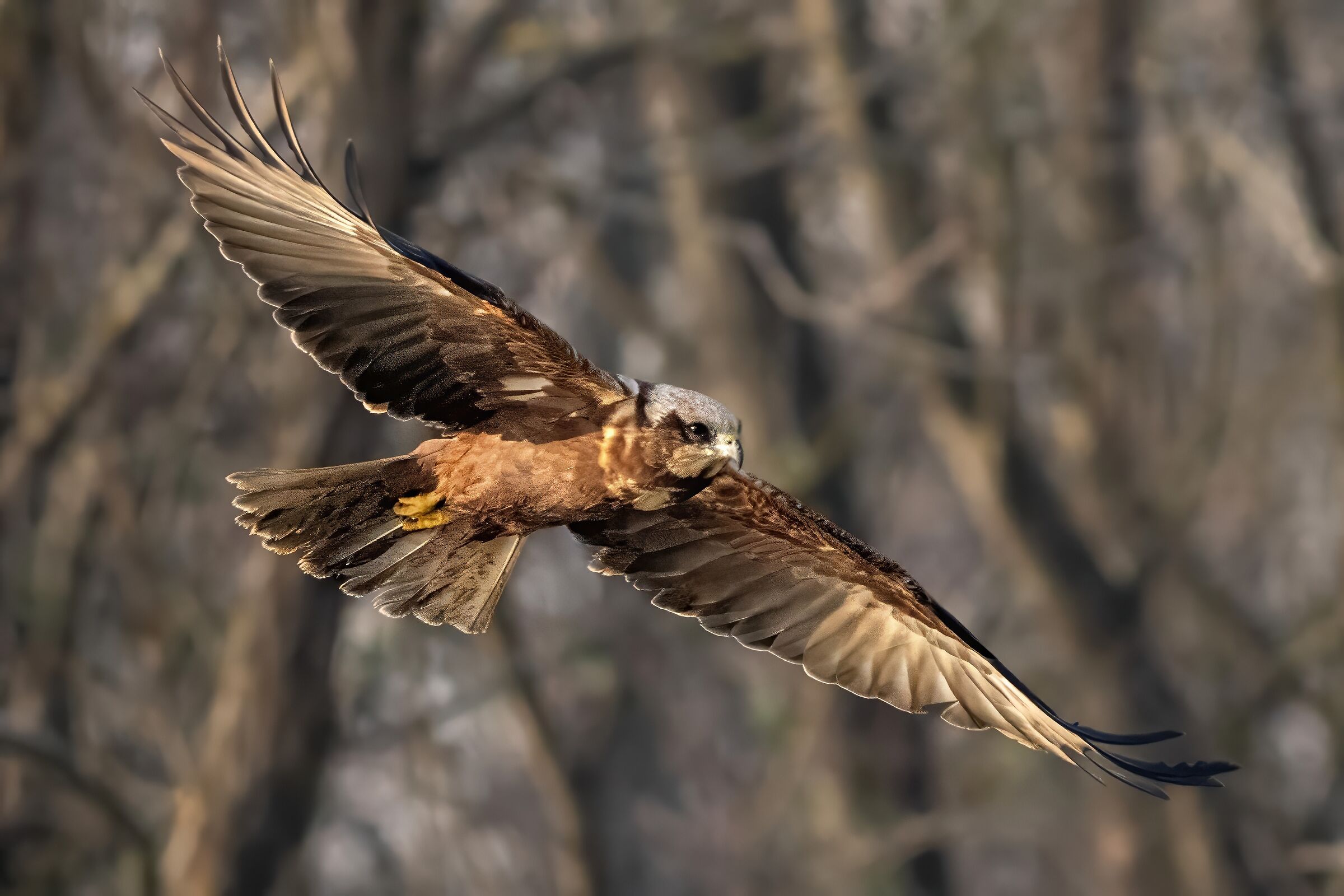 Falco di palude (Circus aeruginosus)