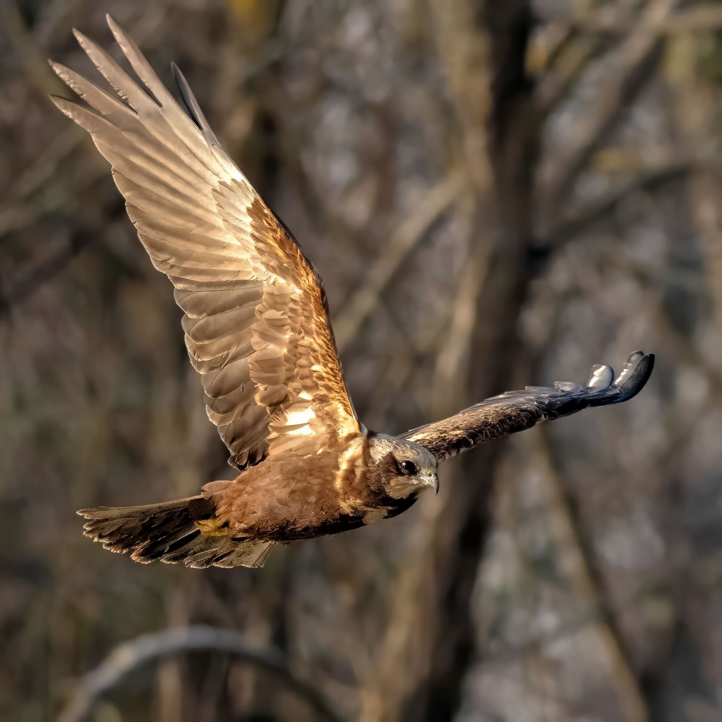 Marsh Harrier (Circus aeruginosus)
