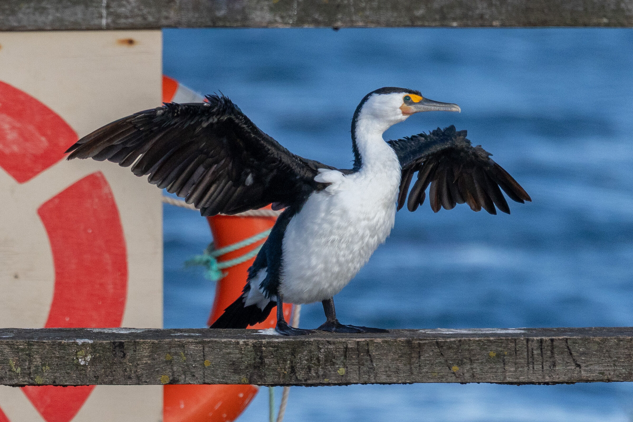 Cormorano Bianco e nero - Autback Australia centrale