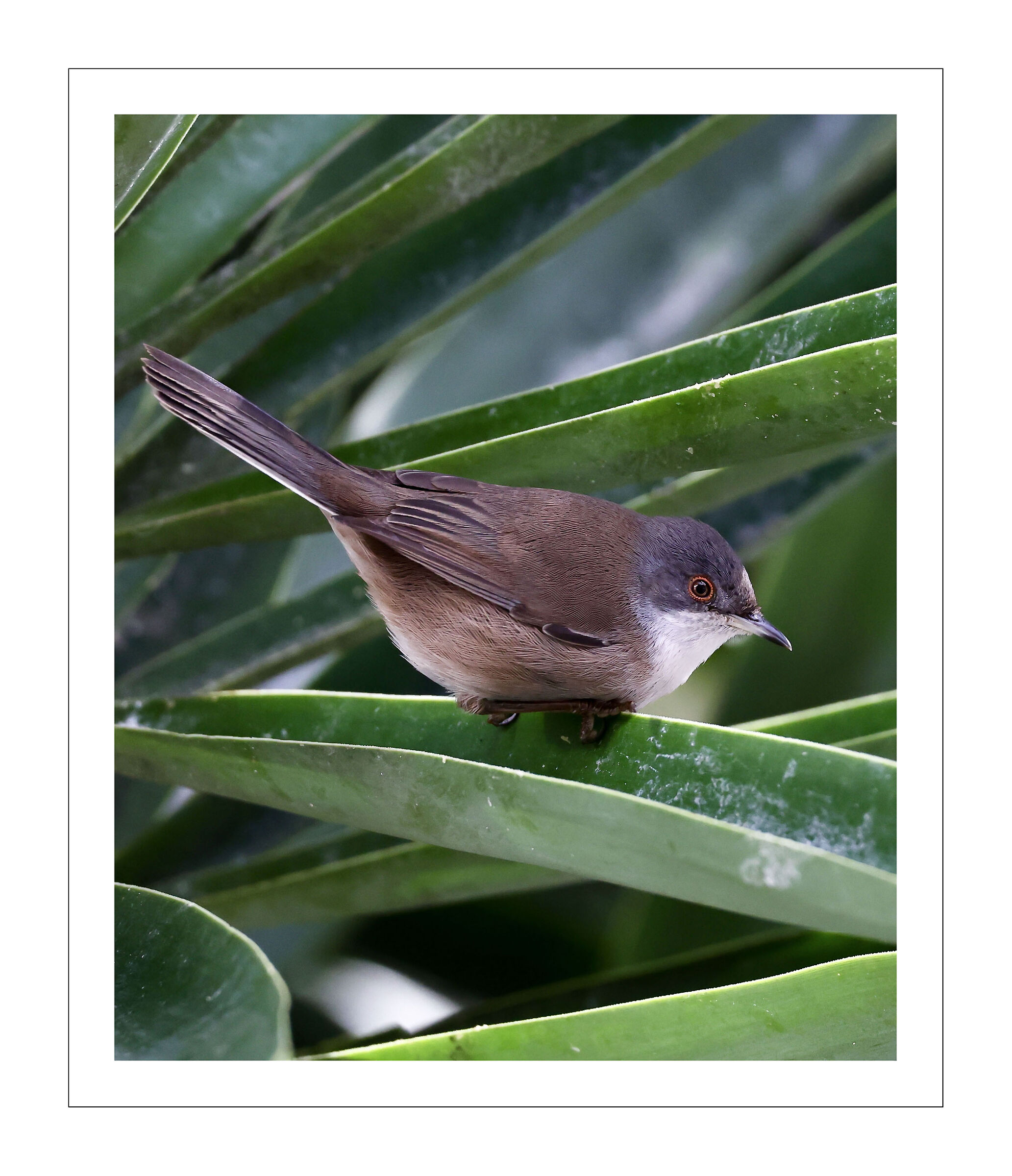 Occhiocotto F.
