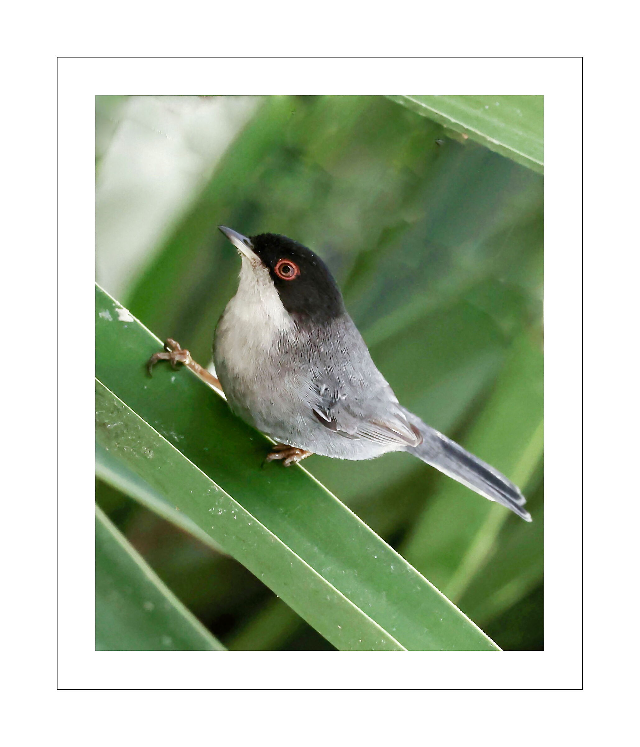 Occhiocotto M.