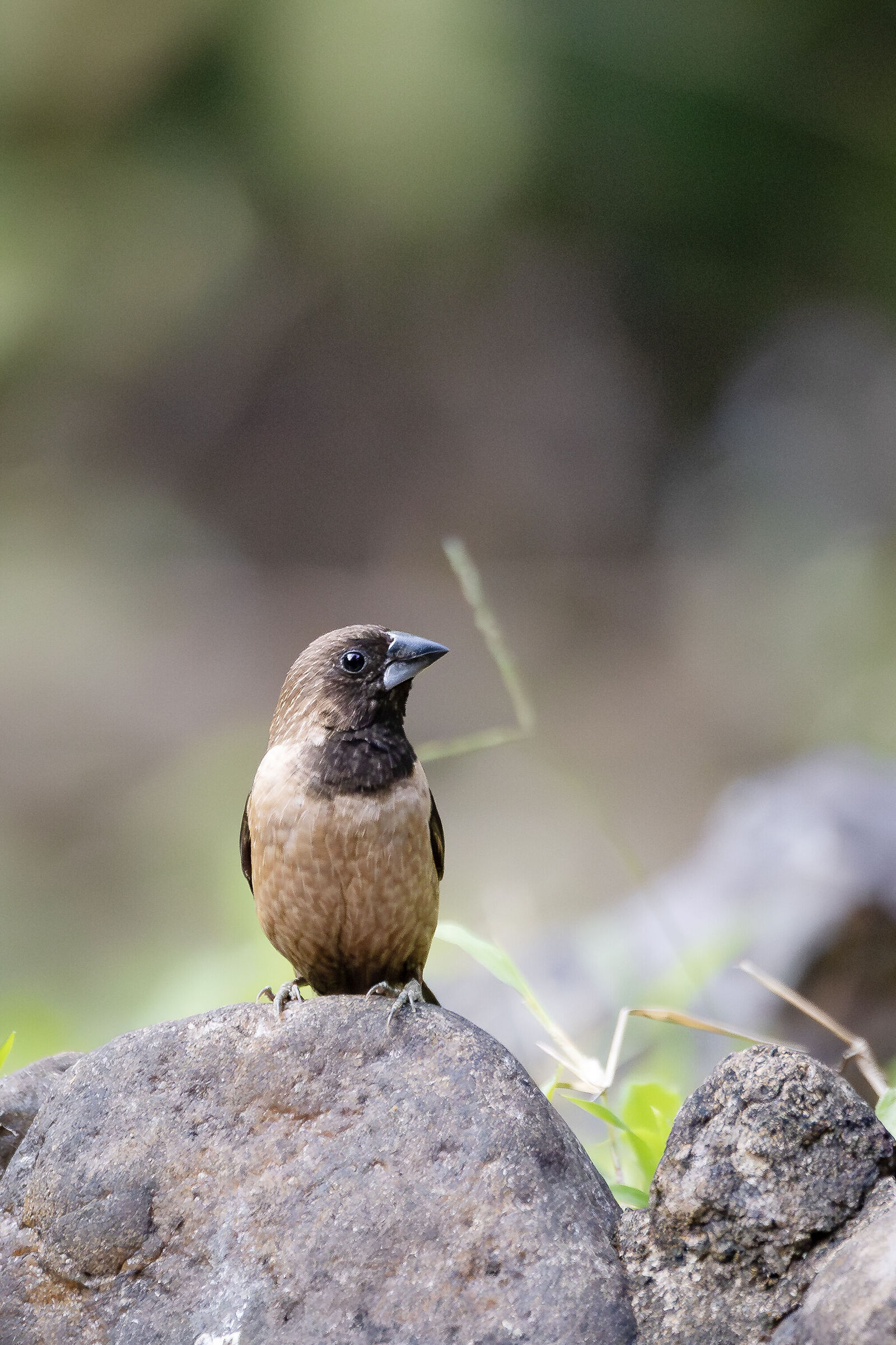 Munia dalla gola nera