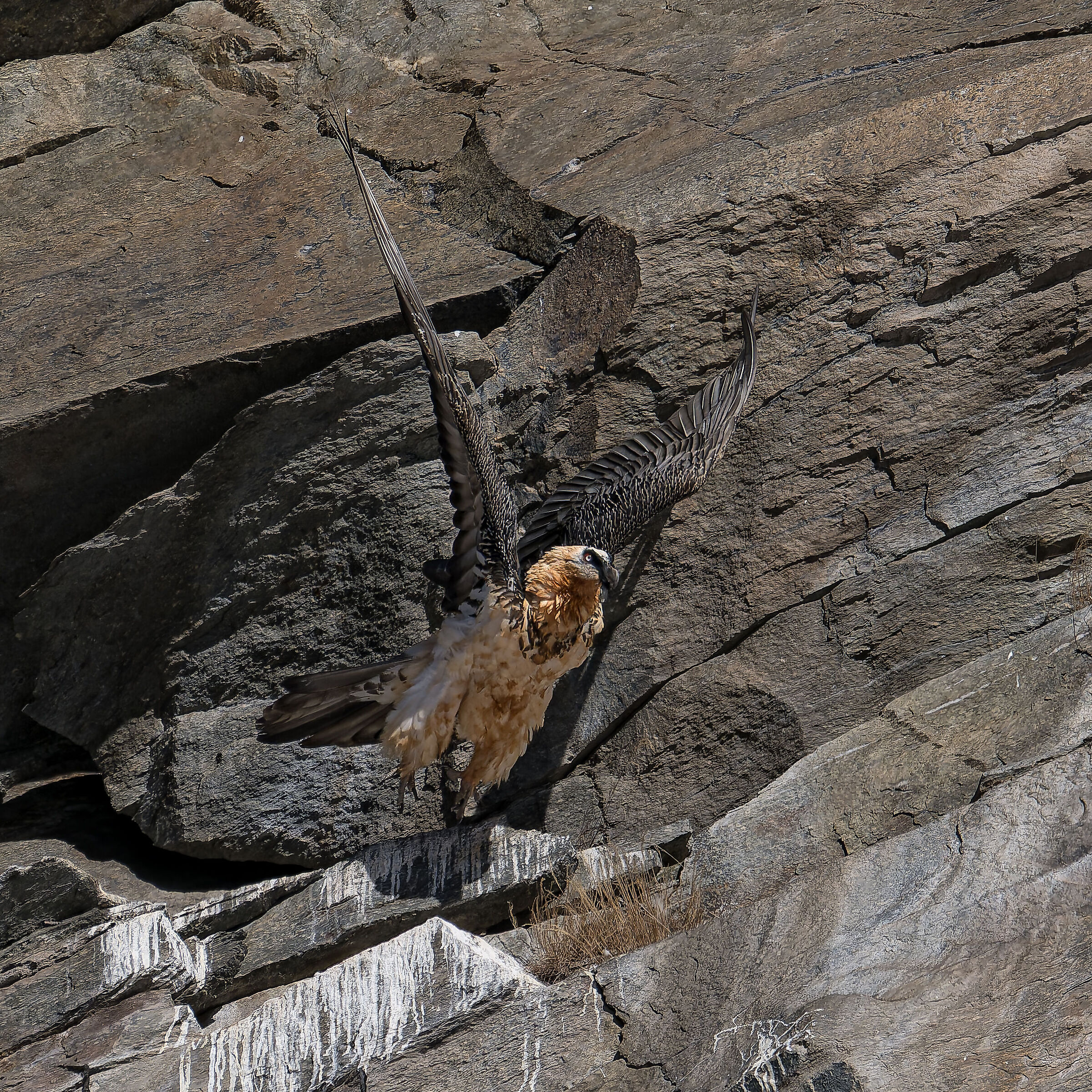 Gypaetus Barbatus - Gran Paradiso National Park