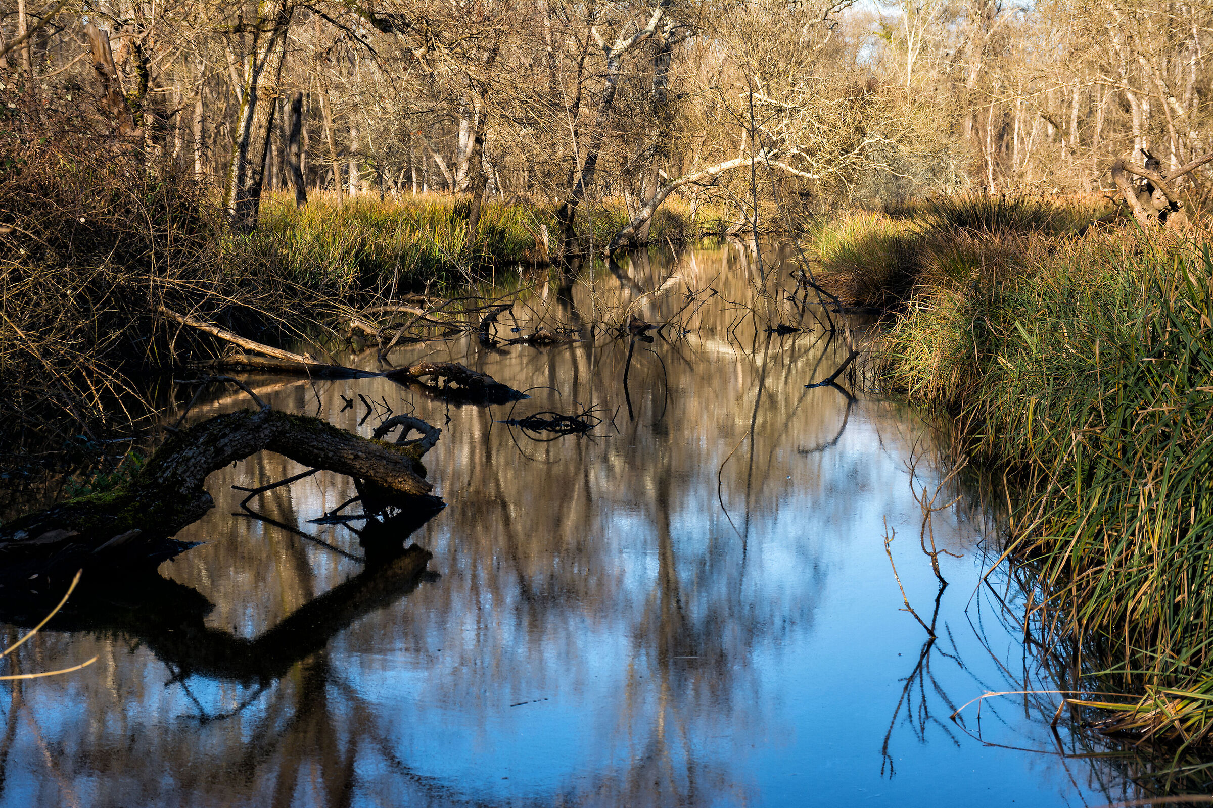 The canal of San Rossore