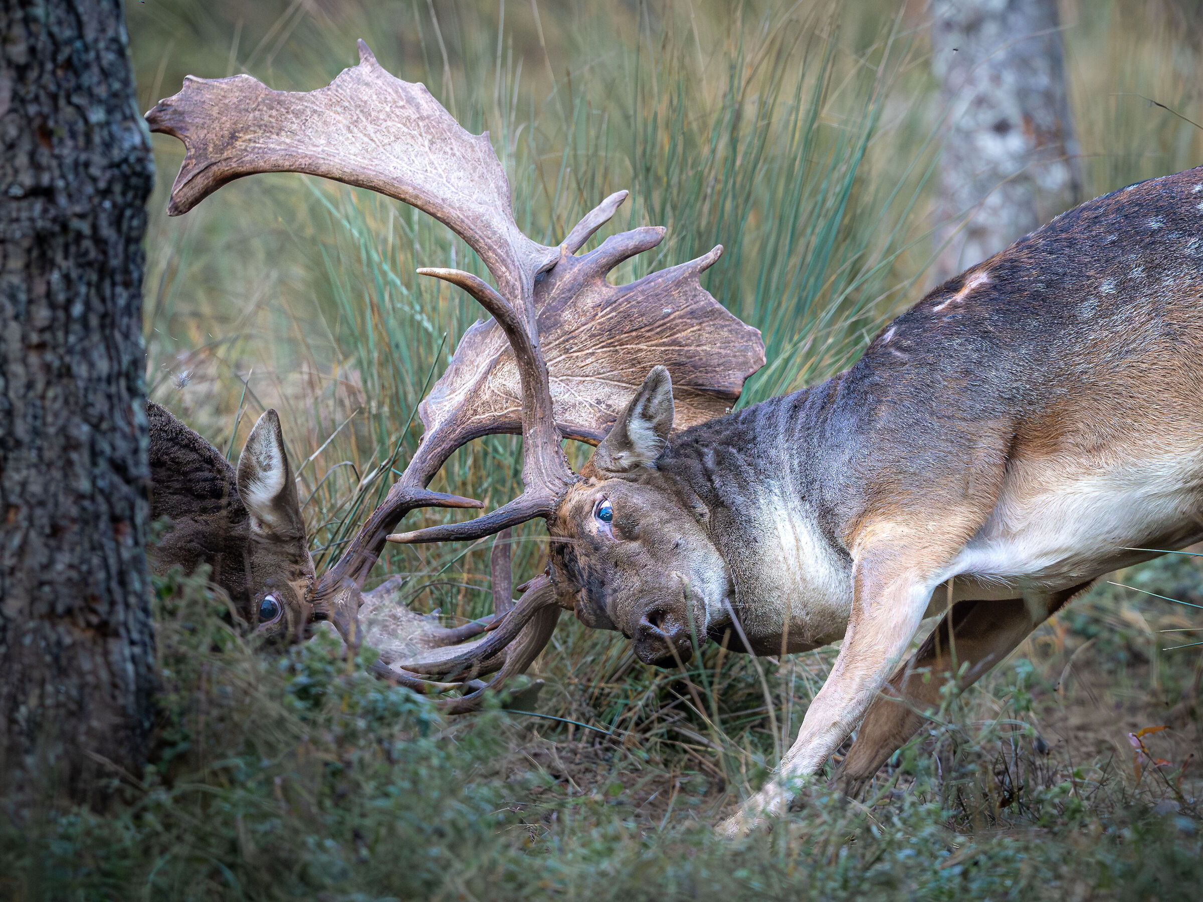 Deer roar