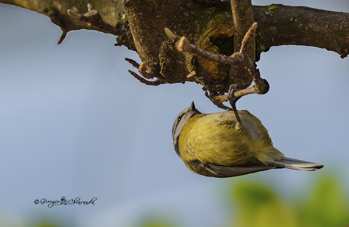 L'equilibrista (Cinciarella)