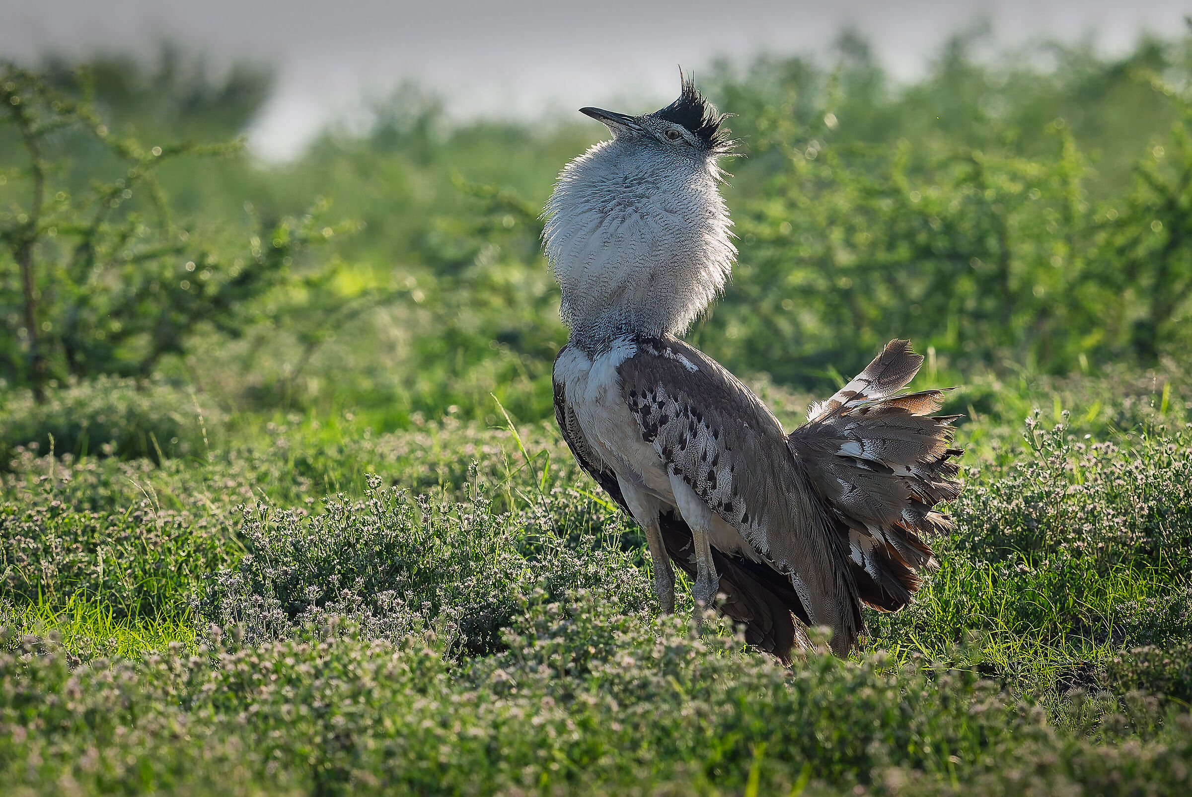Kori bustard in display