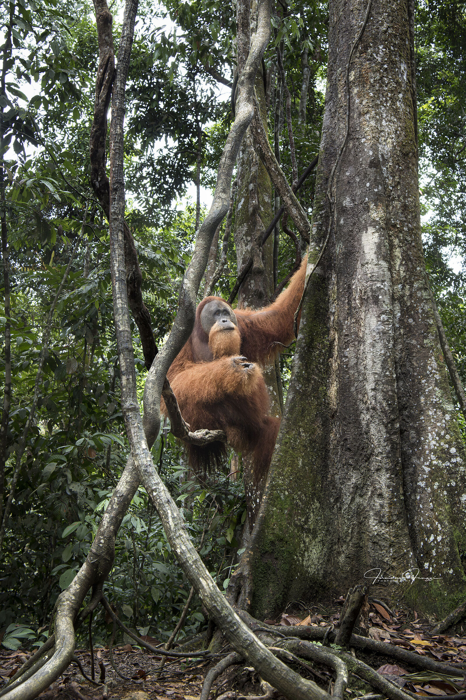 The man of the forest