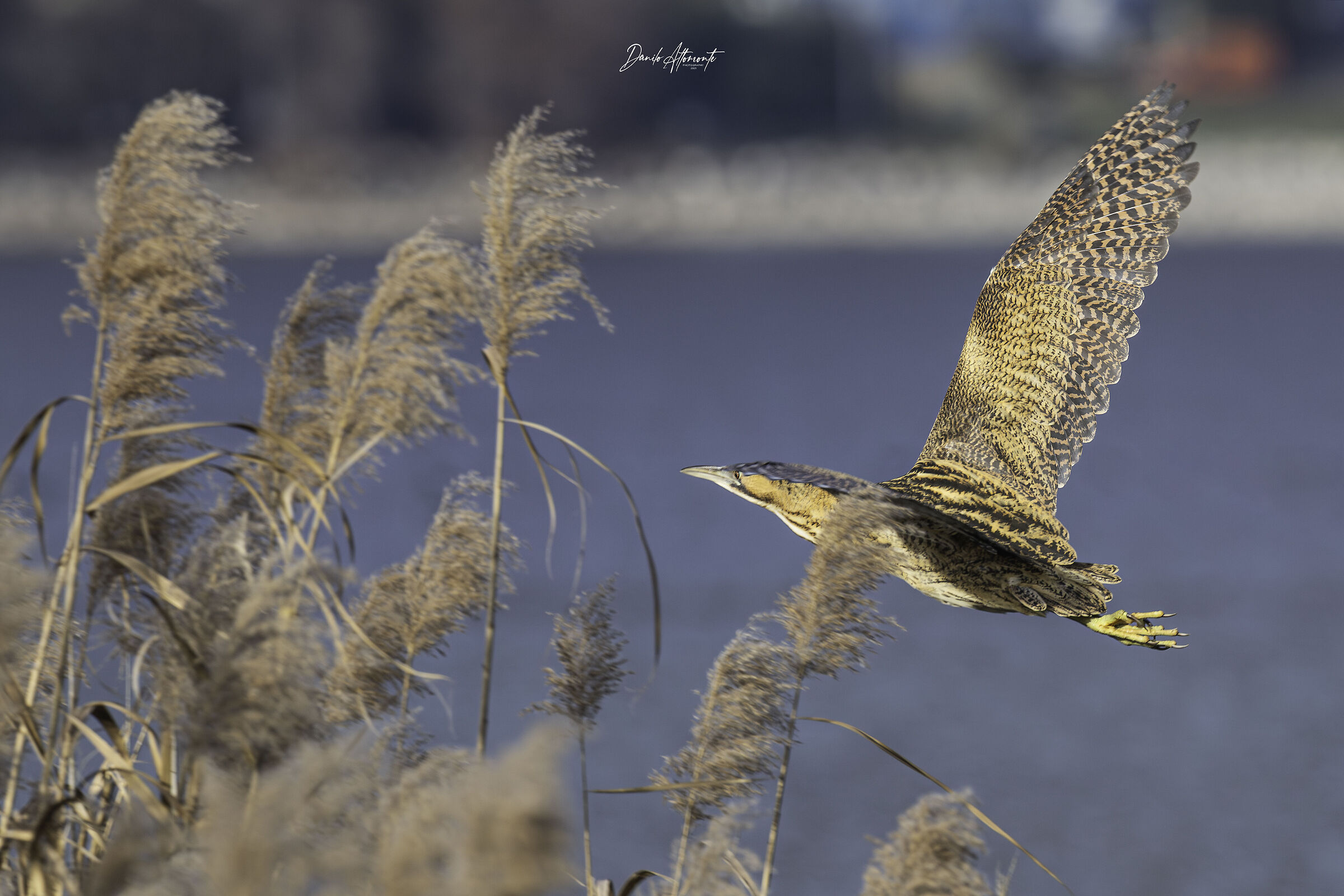 Bittern