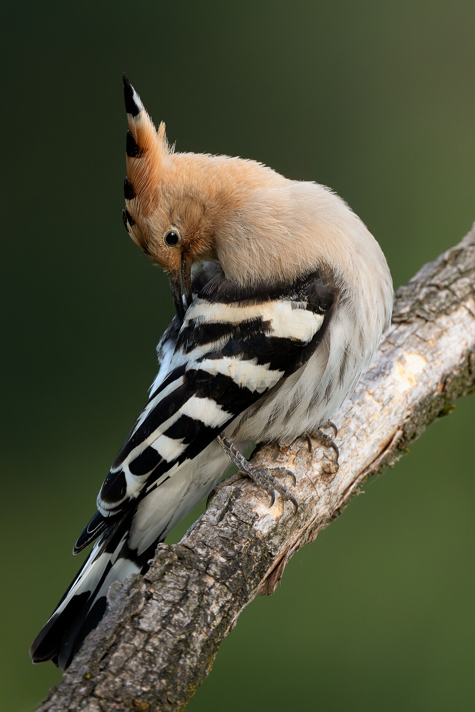 Hoopoe