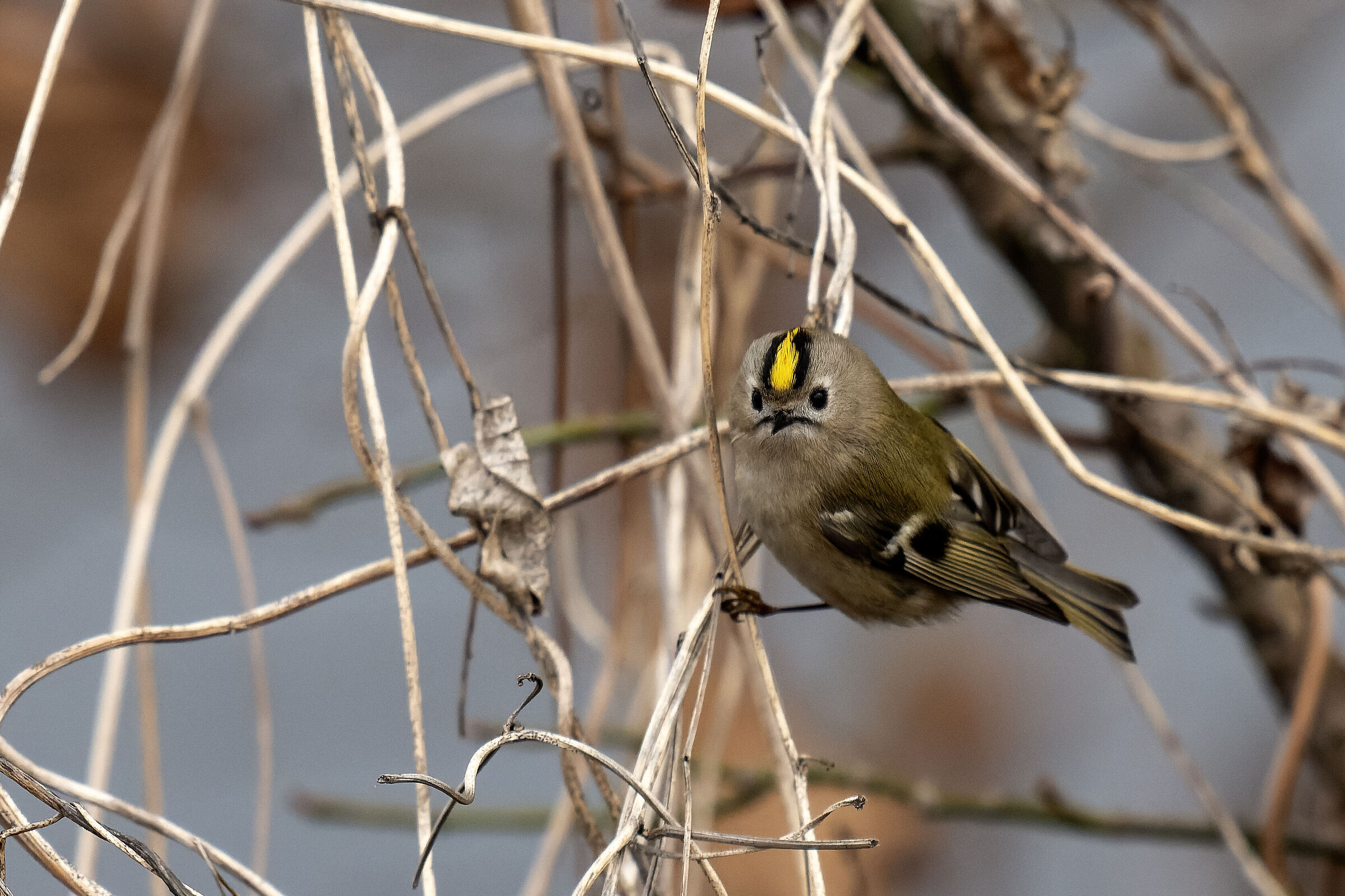 Yellow tile front ruler