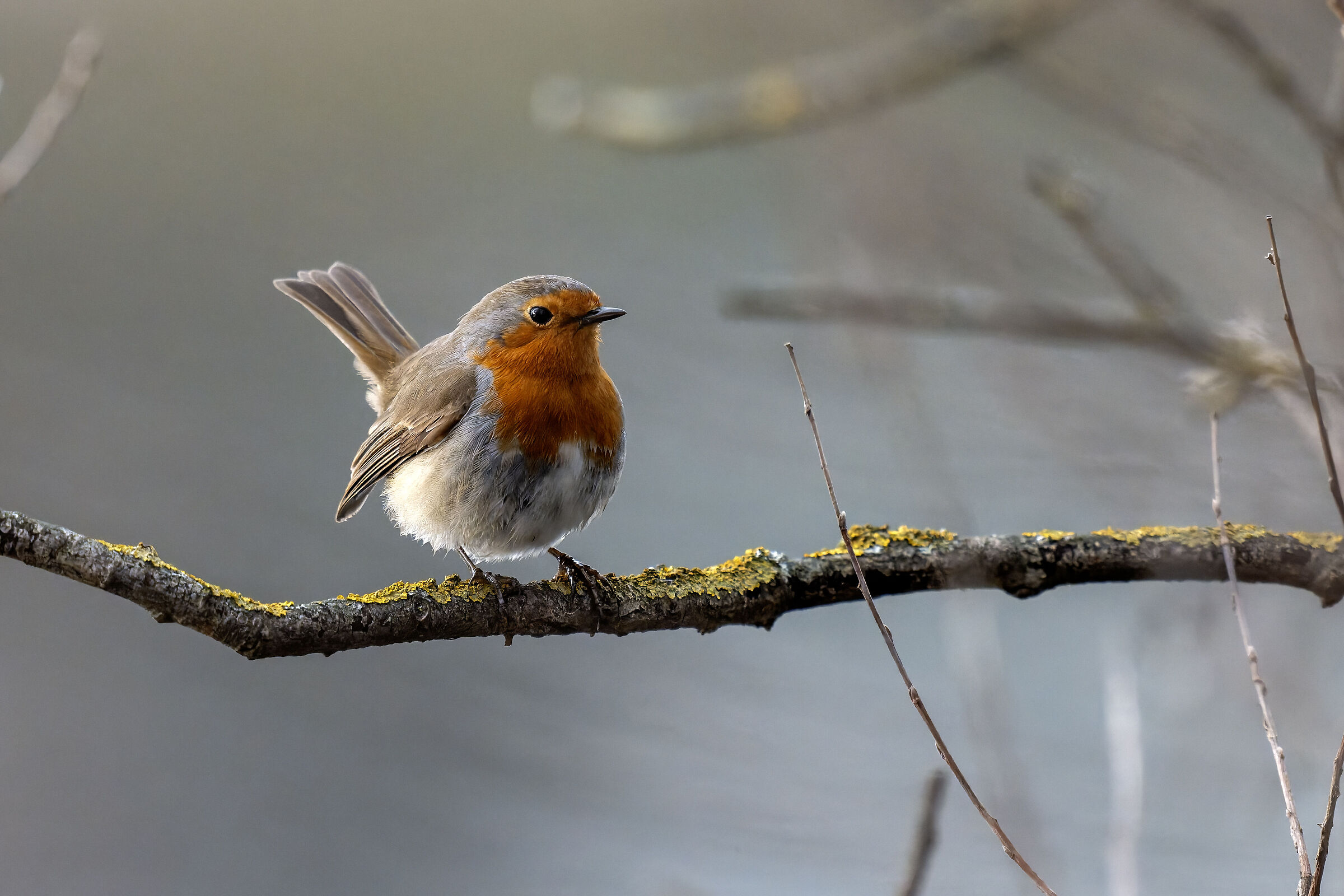 Robin
