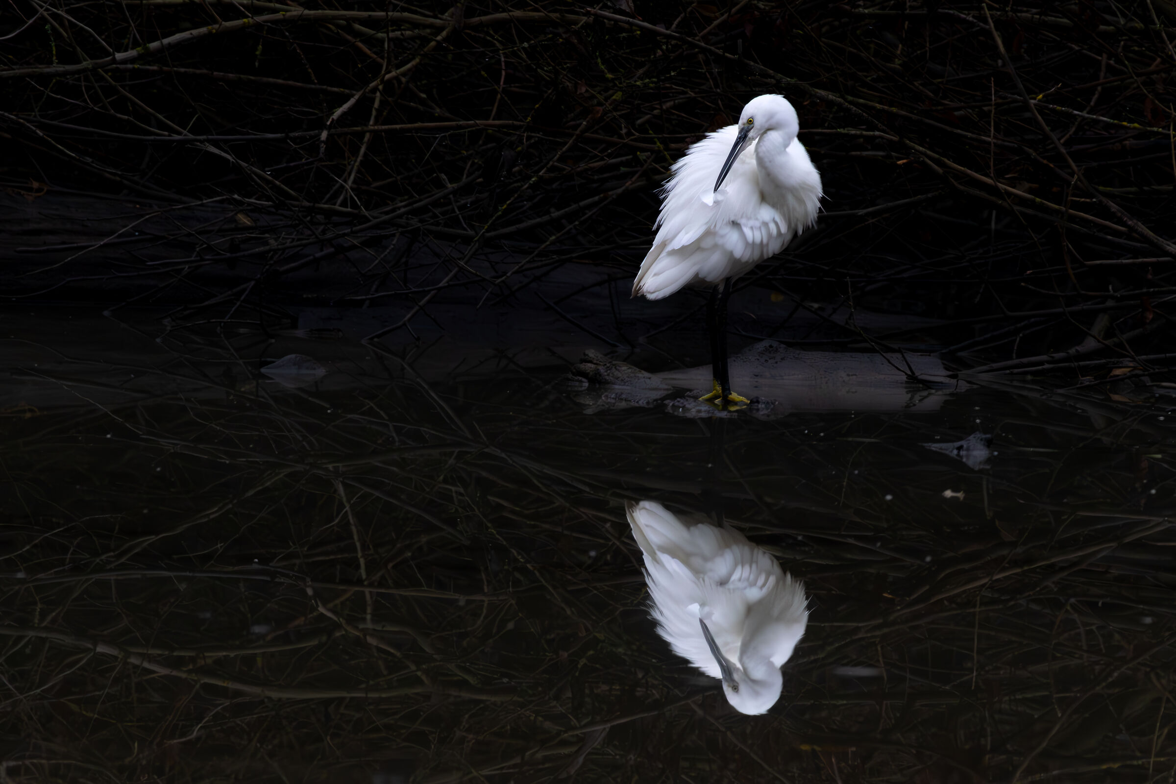 Grooming in the mirror of the Egret