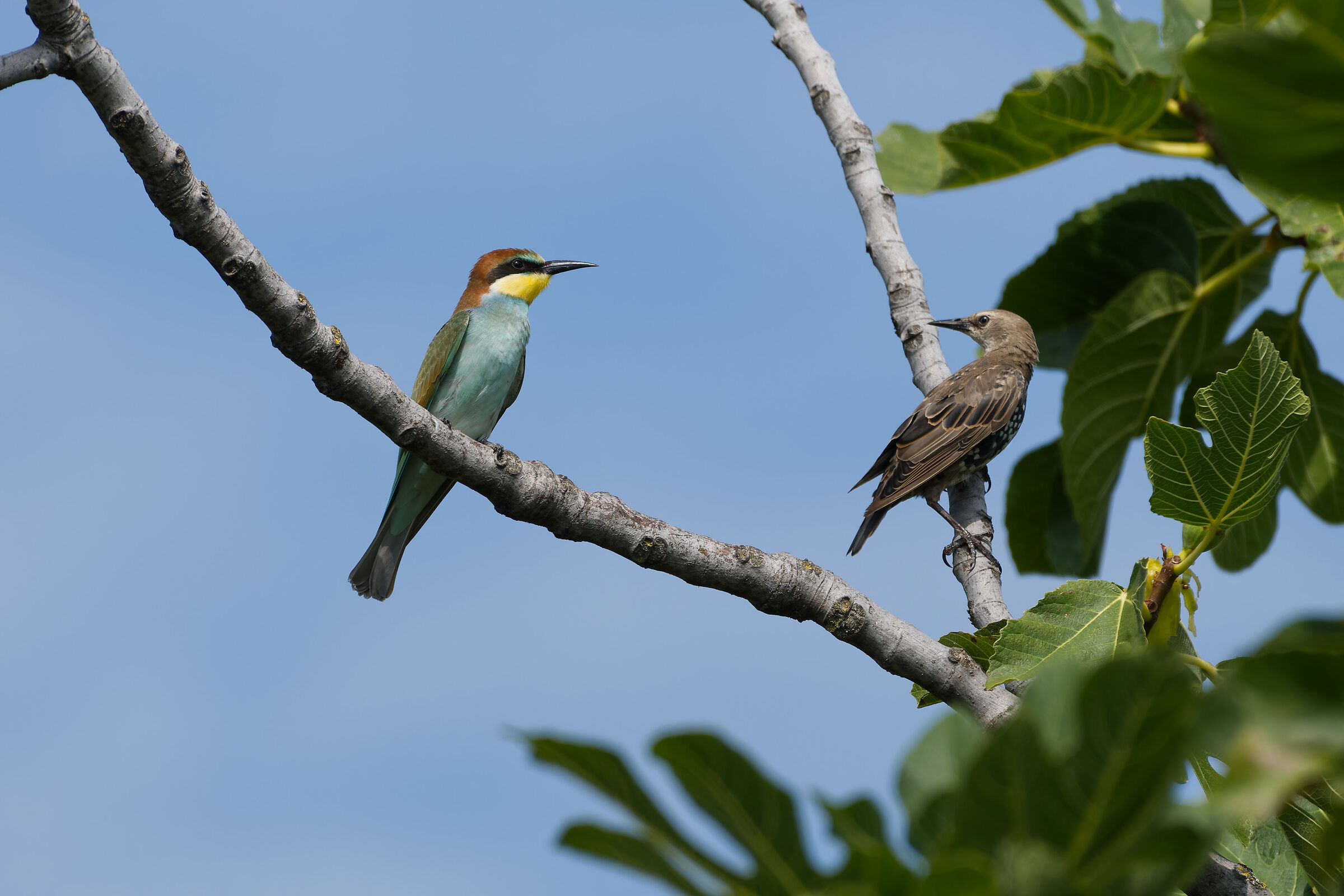 A meeting of glances
