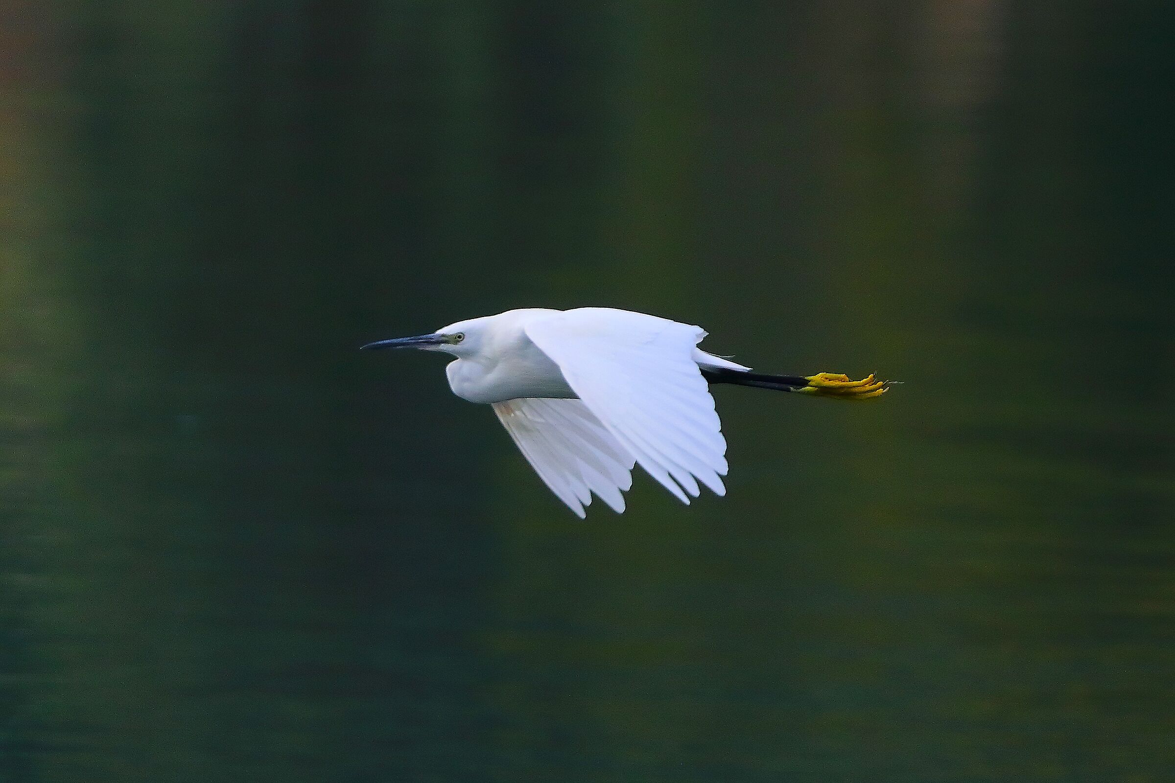 Little Egret 21 August 2025 - 0059