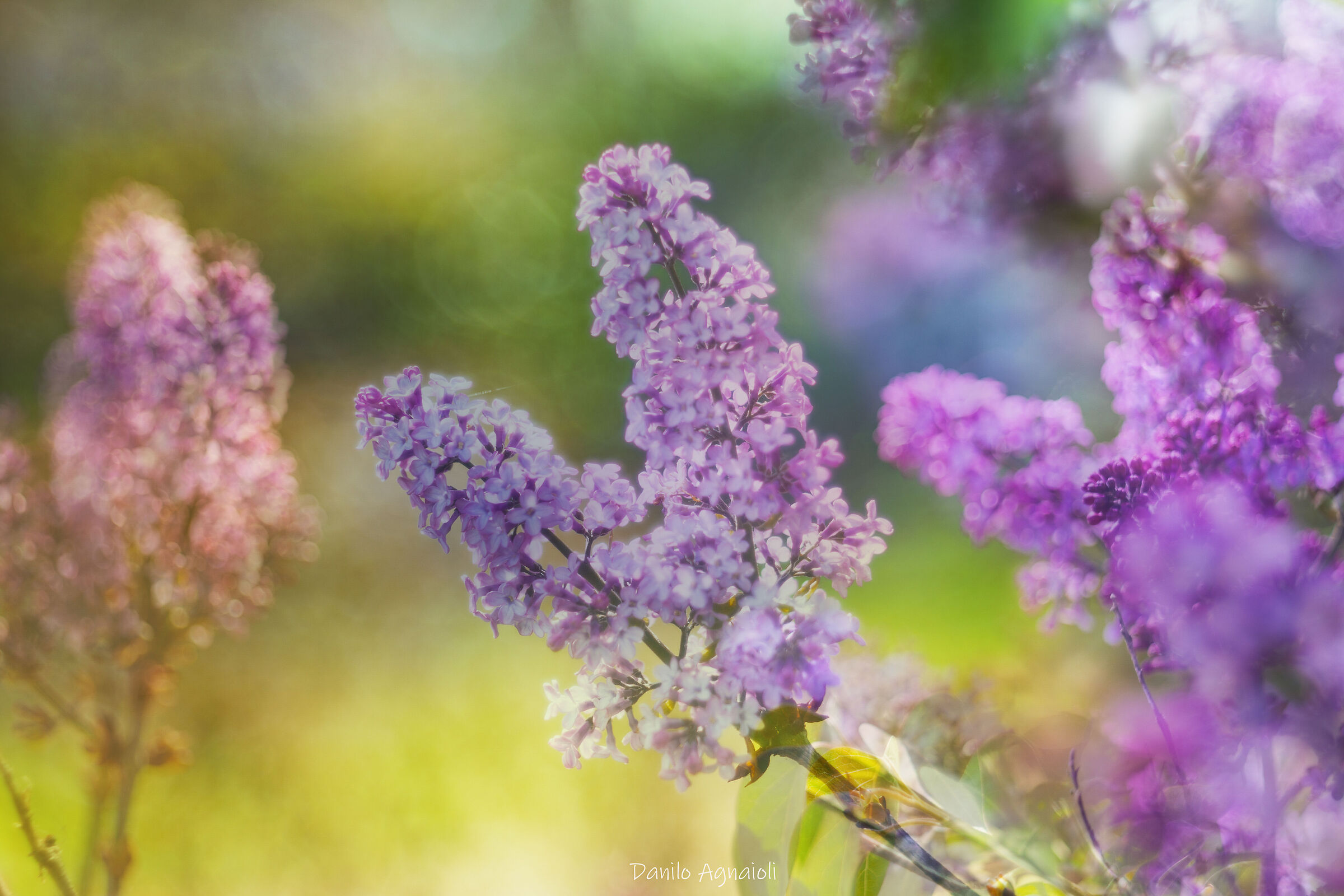 Between light and scent