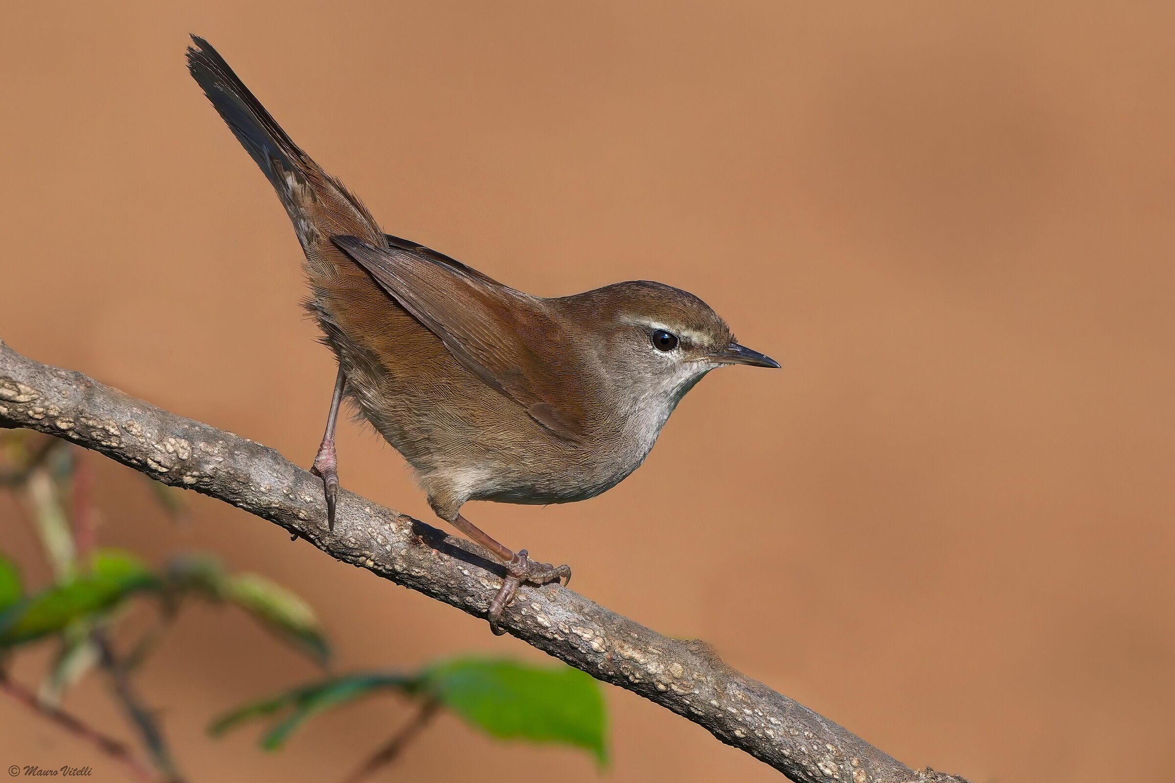 Usignolo di fiume (Cettia cetti)