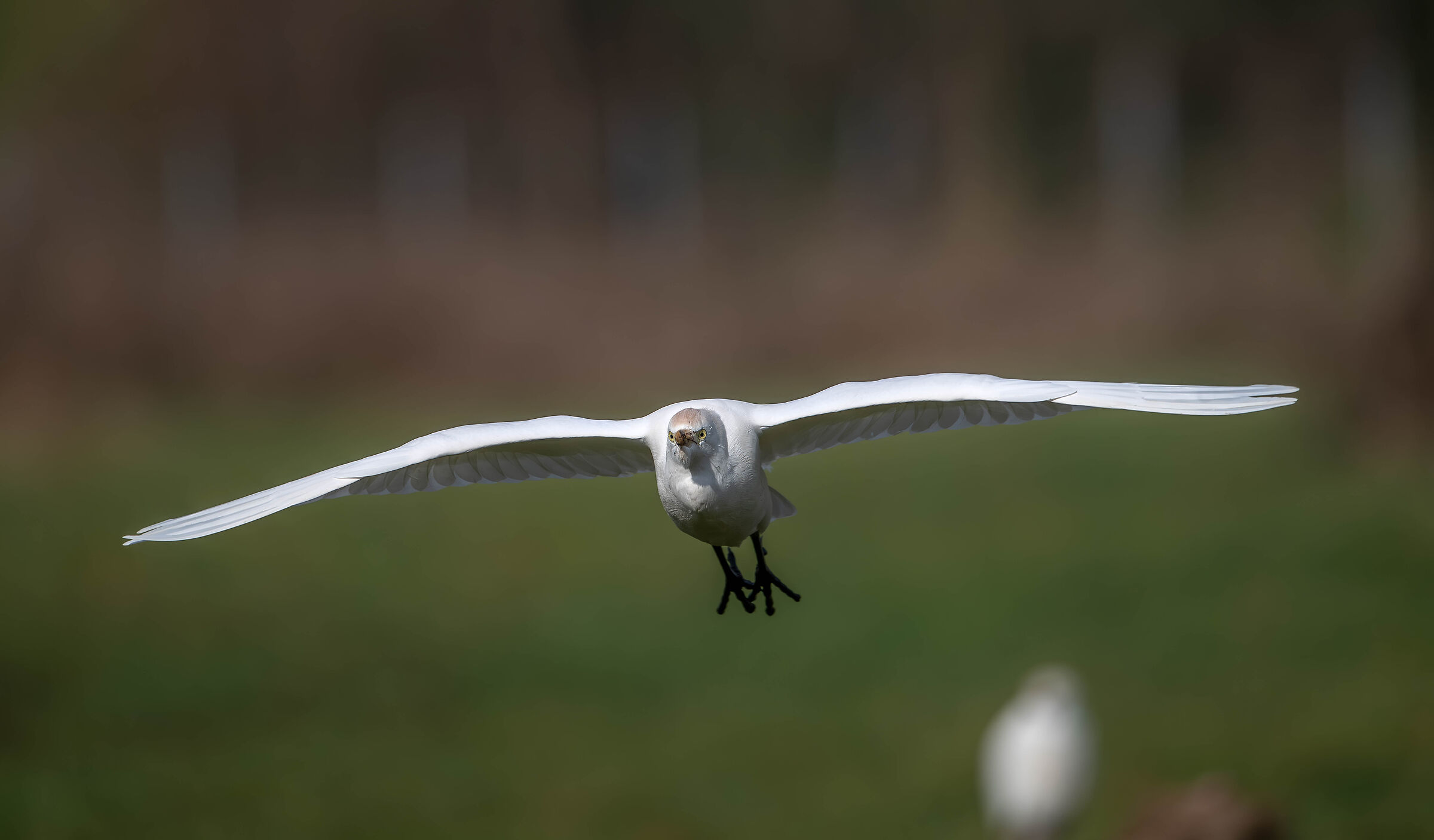Cattle Egrets