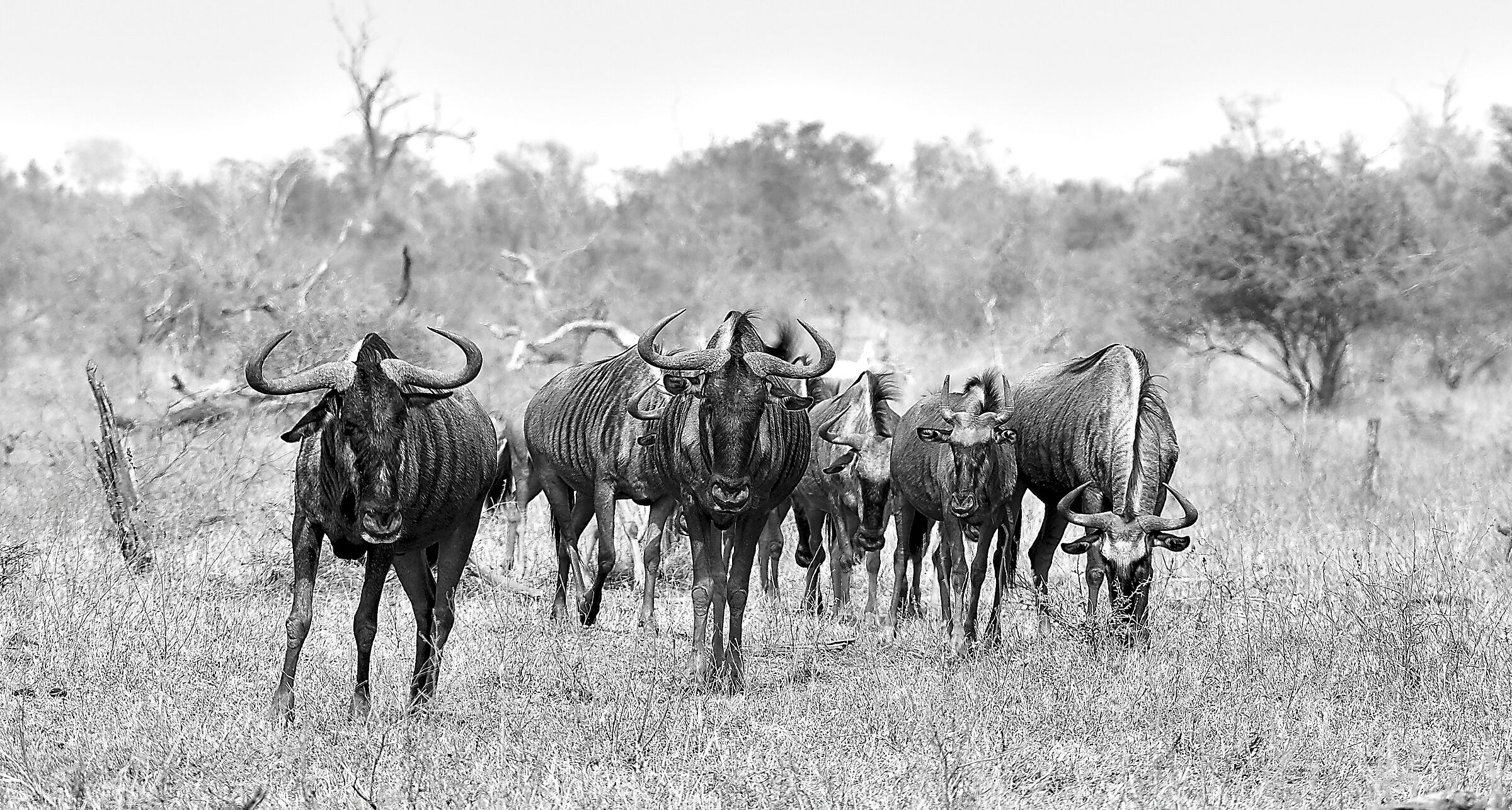 Gnu in BW