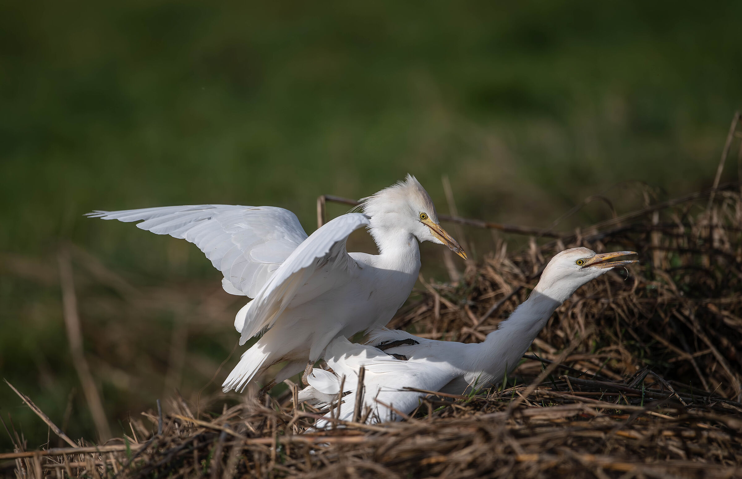 Cattle Egrets
