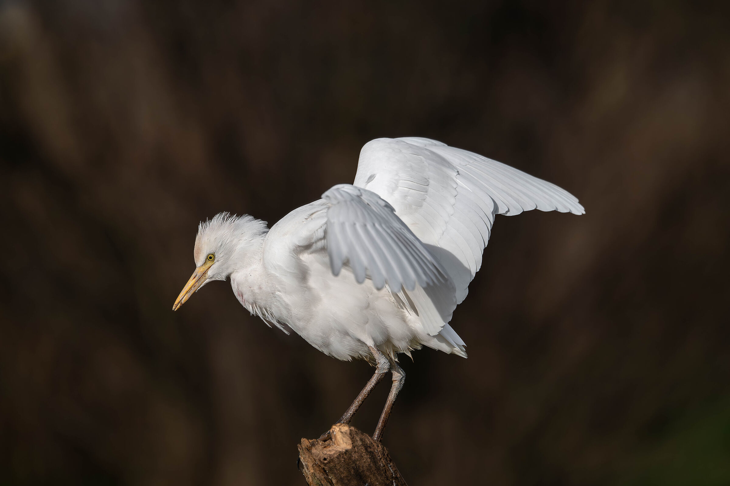 Cattle Egret