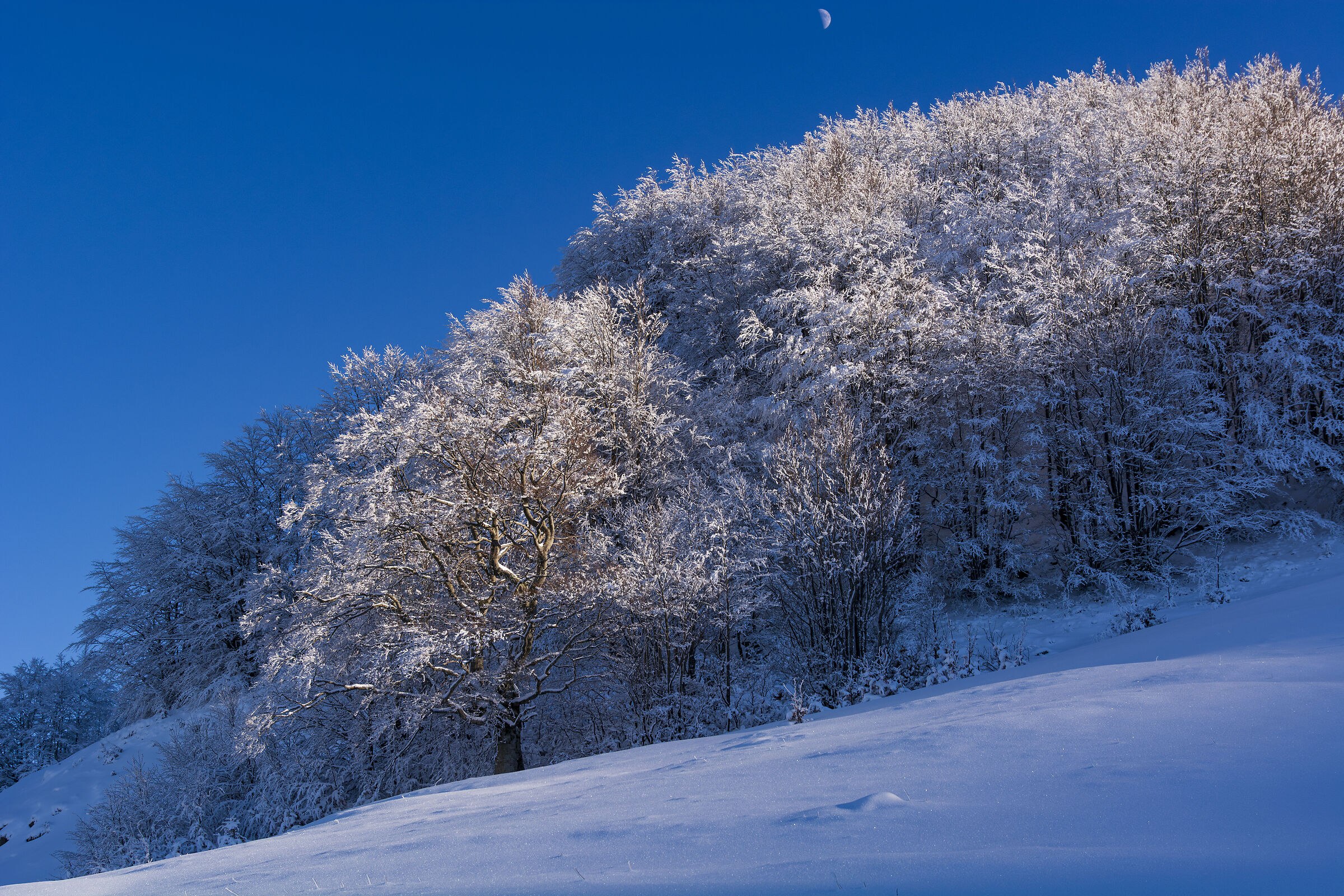 Beech trees at sunset