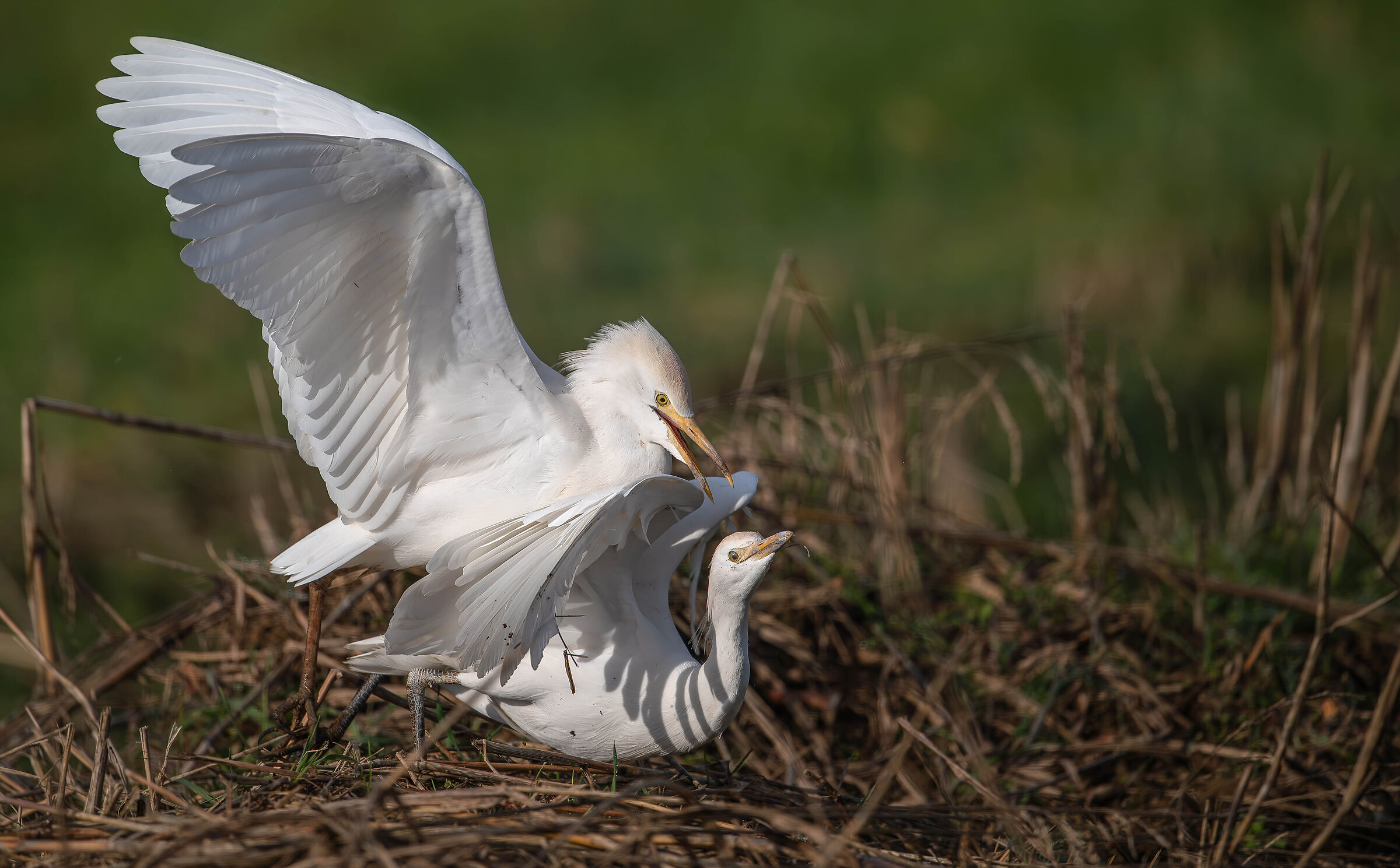 Cattle Egrets
