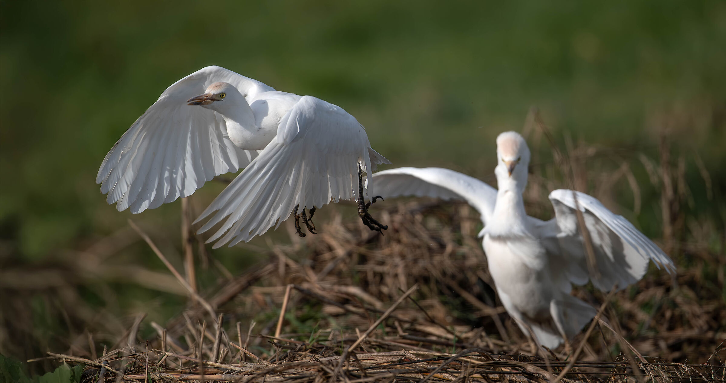 Cattle Egrets