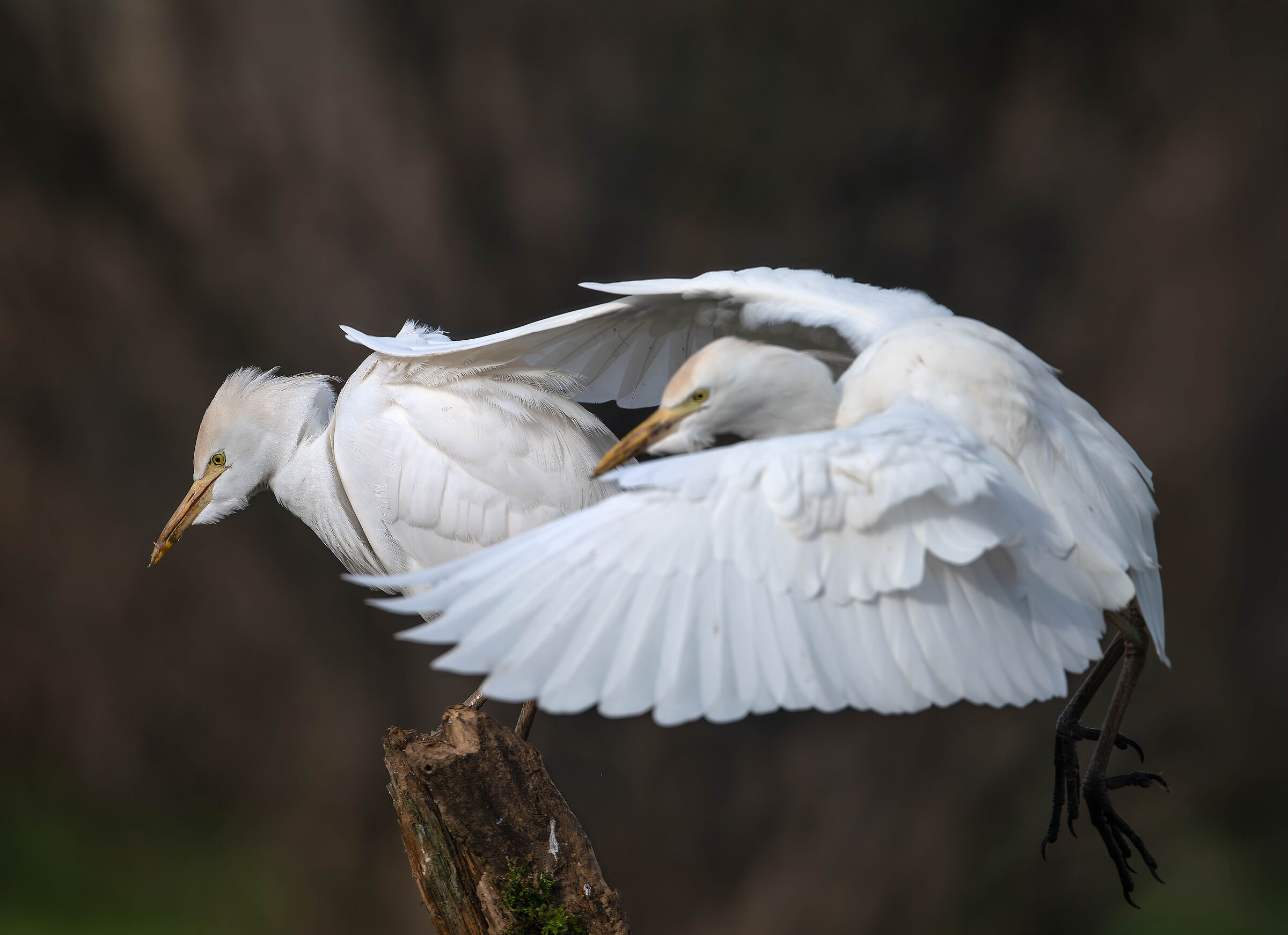 Cattle Egrets