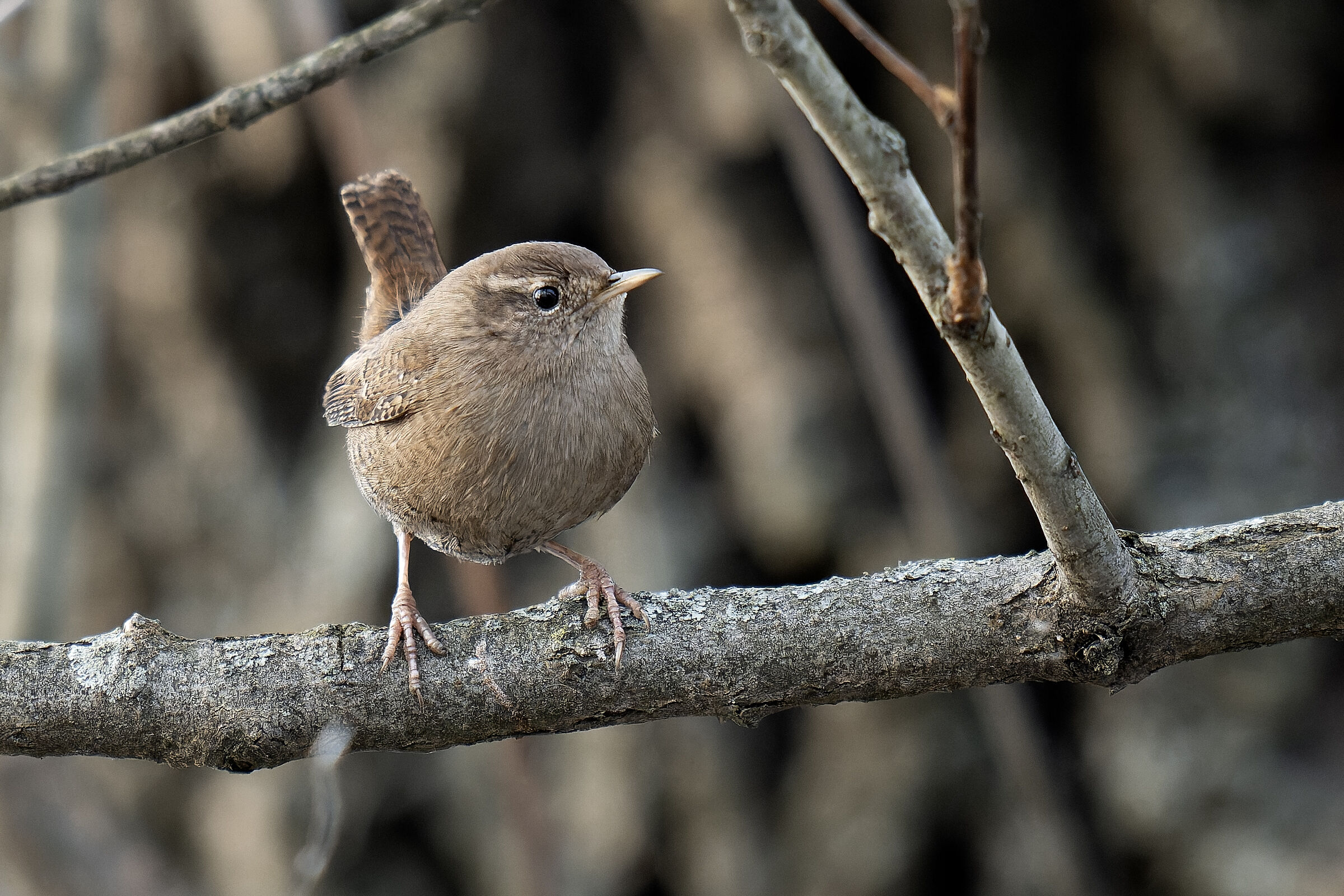 Portrait of a wren