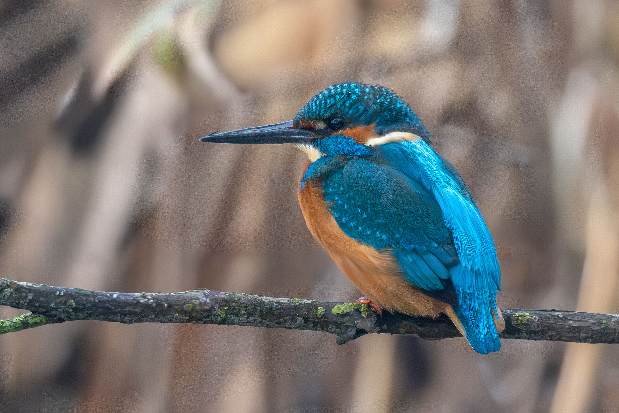 Kingfisher