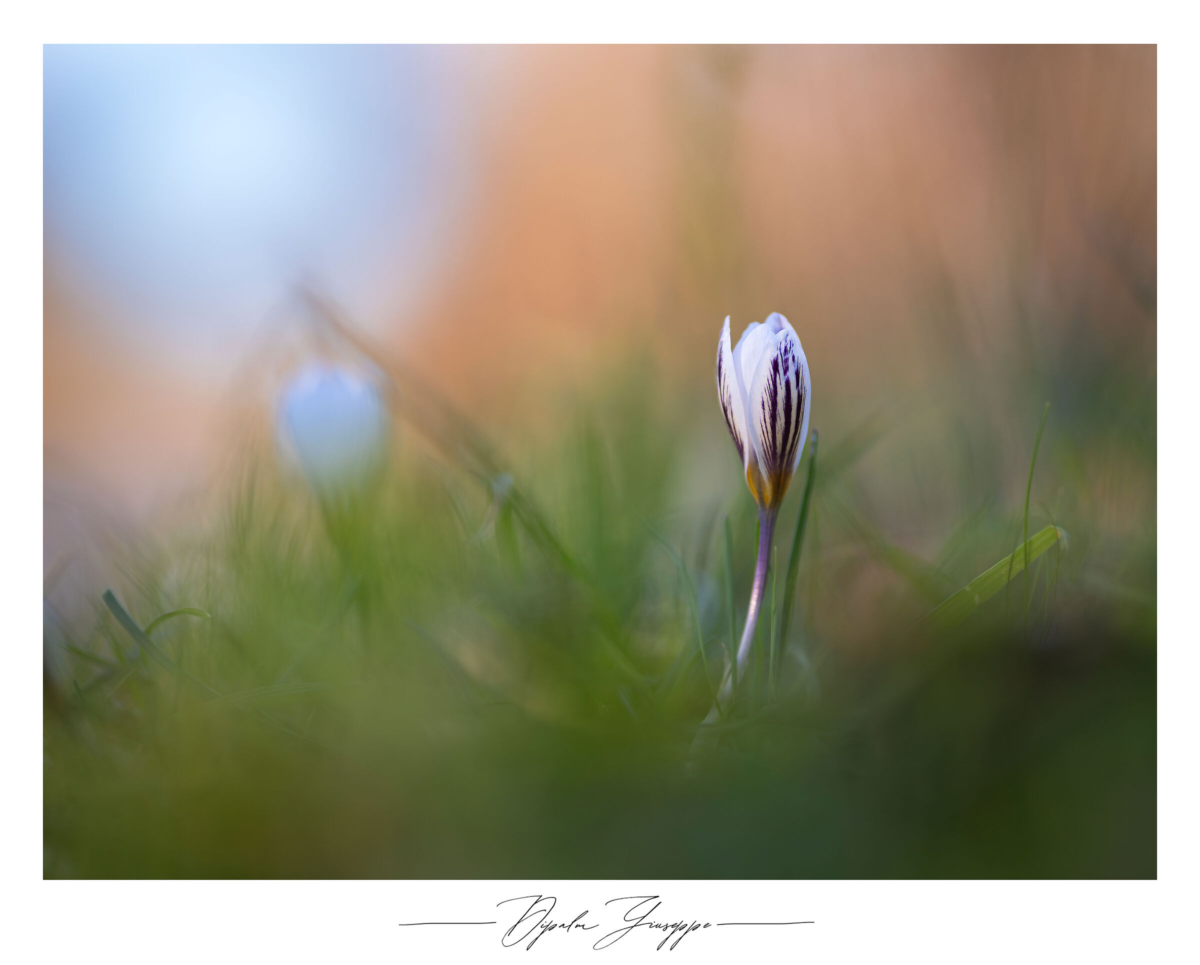 Crocus biflorus