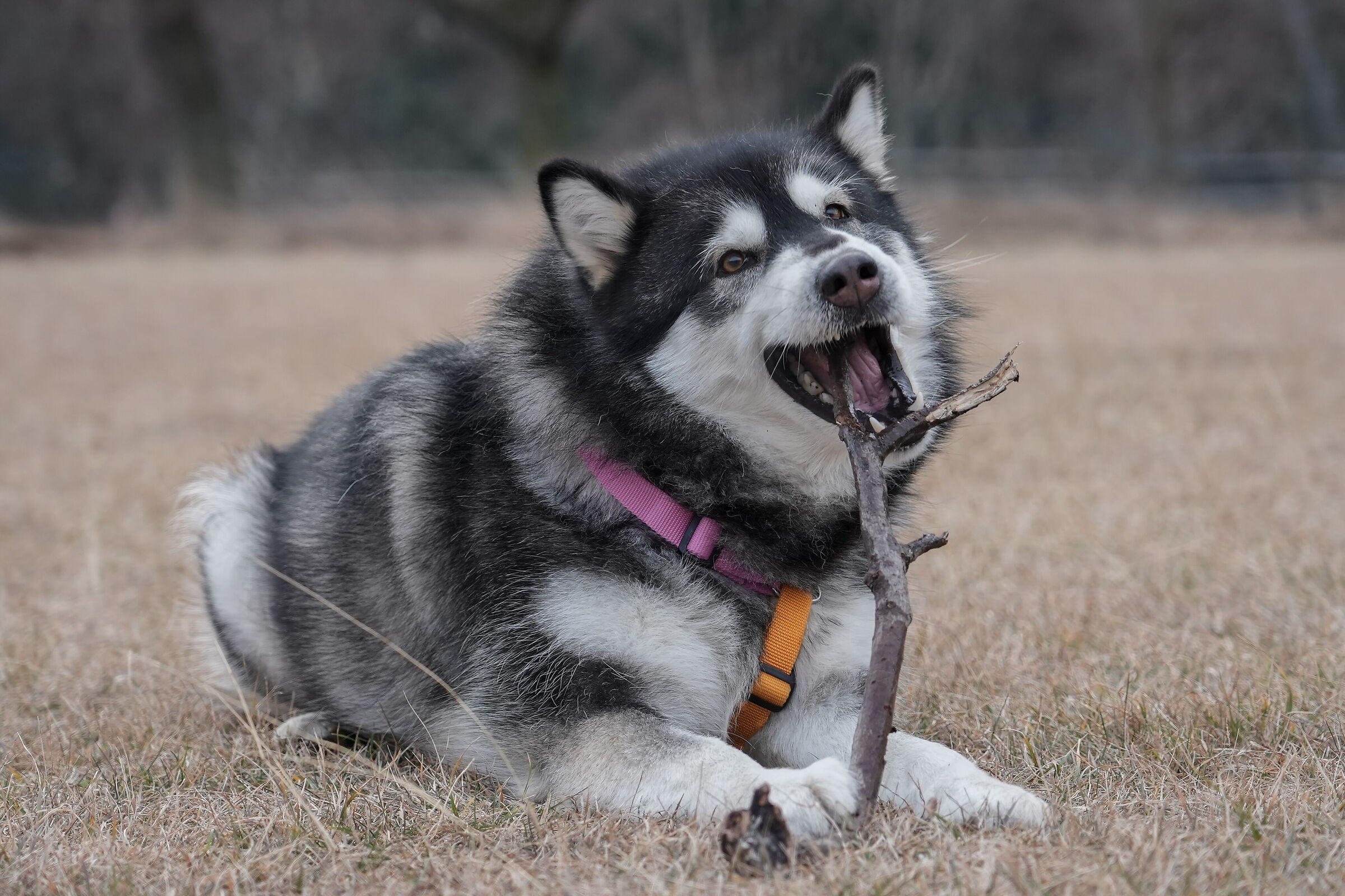 Nina Alaskan Malamute