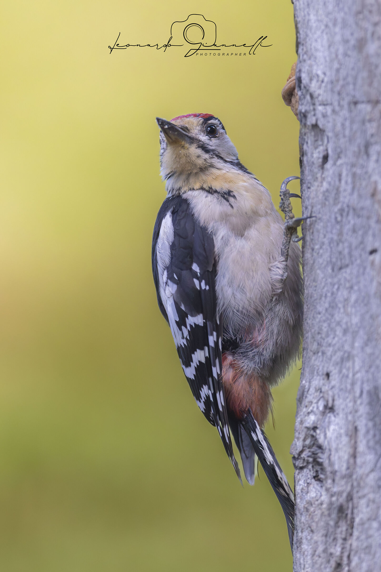Picchio Rosso Maggiore (Dendrocopos major)